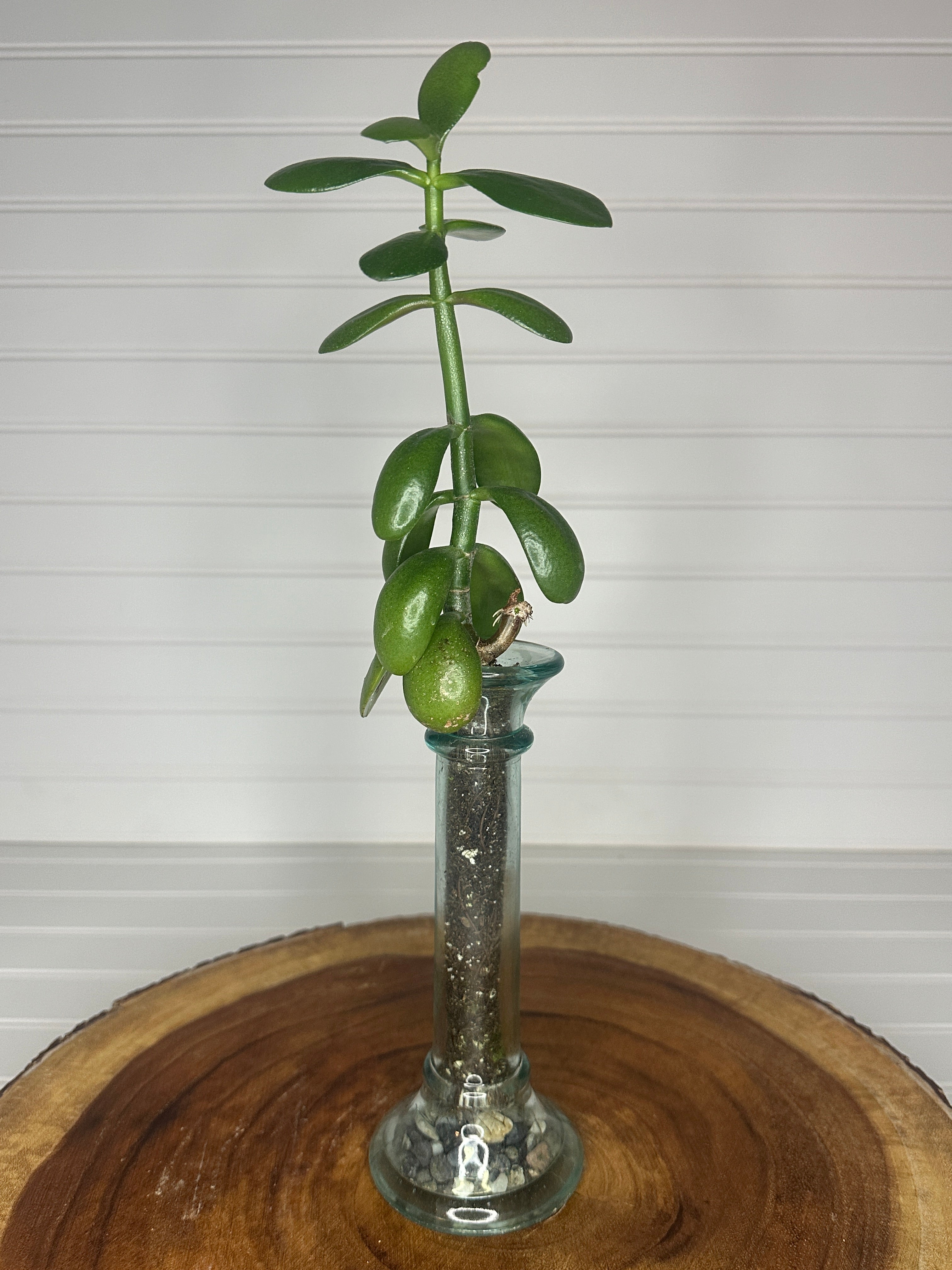 Jade in Slender Vintage Glass