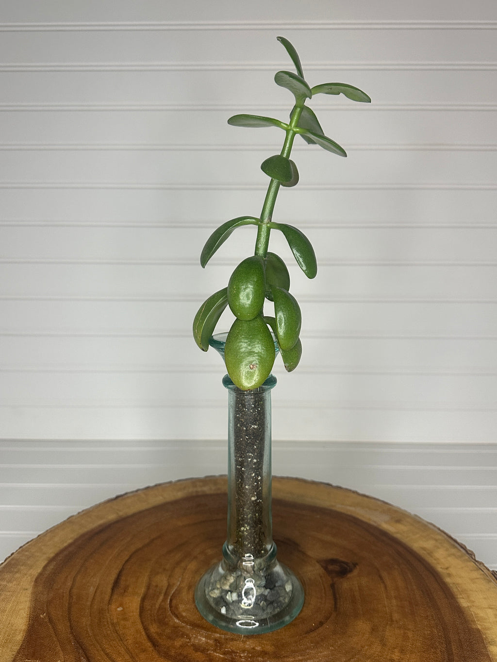 Jade in Slender Vintage Glass
