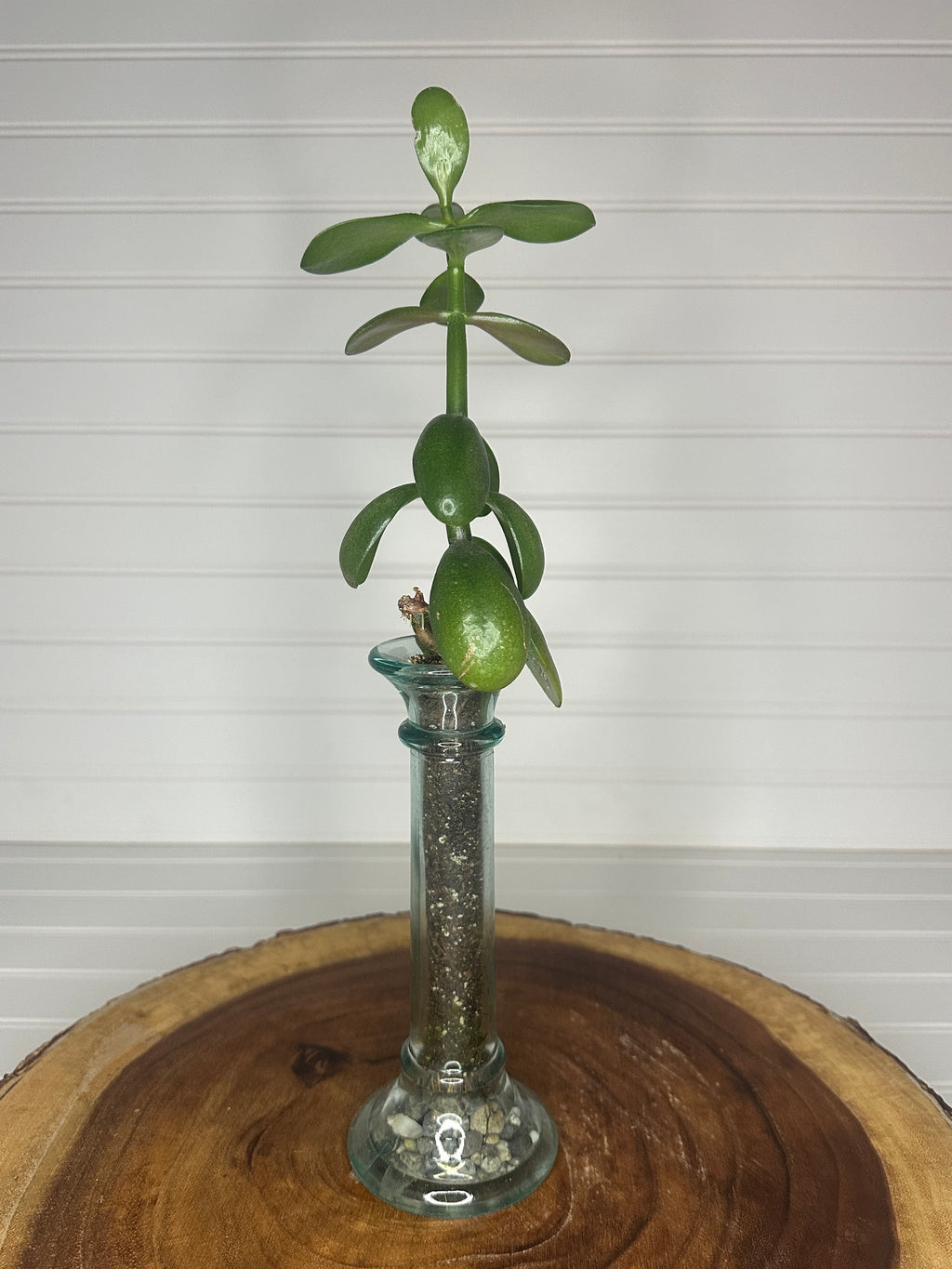 Jade in Slender Vintage Glass