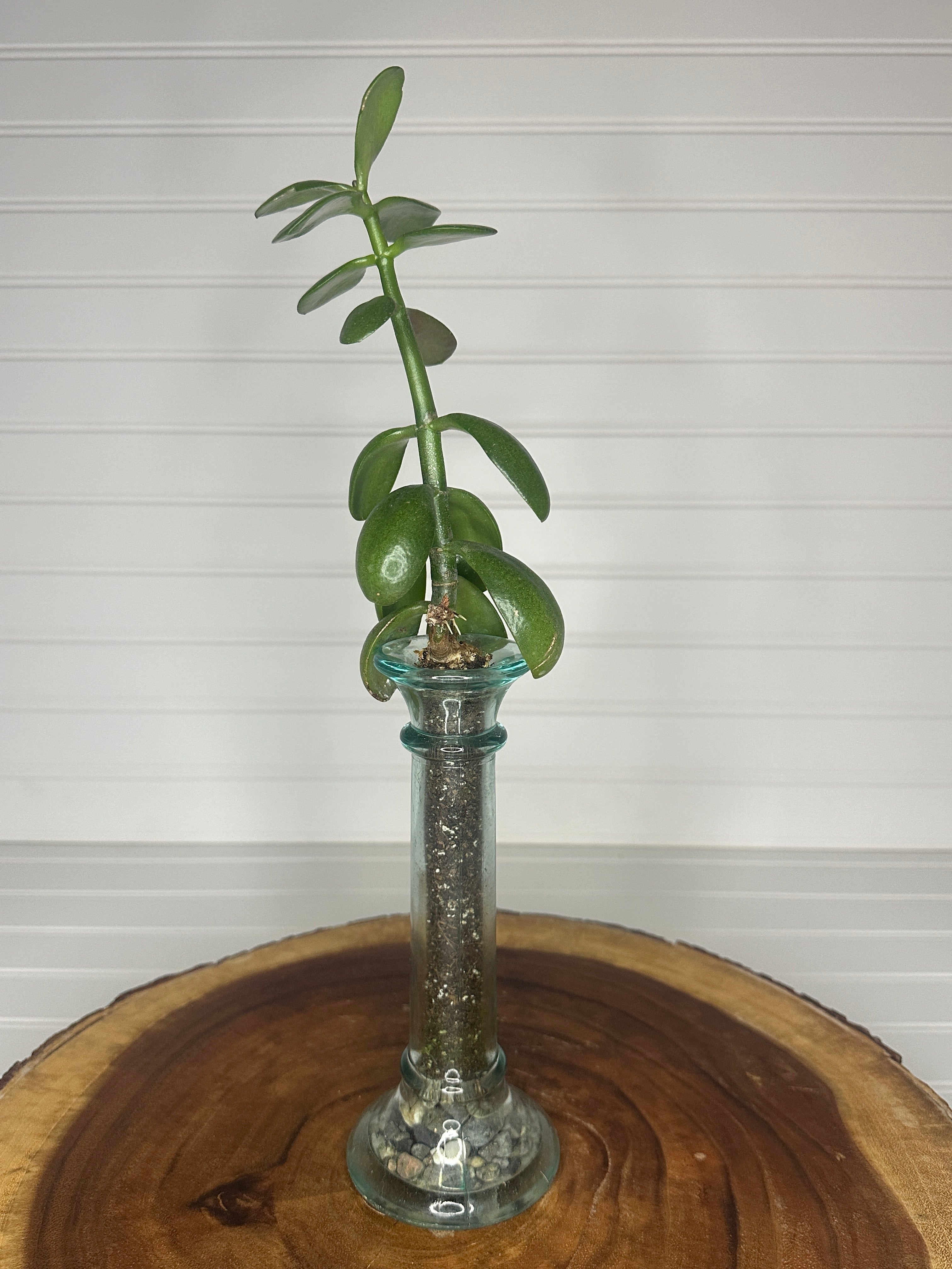 Jade in Slender Vintage Glass