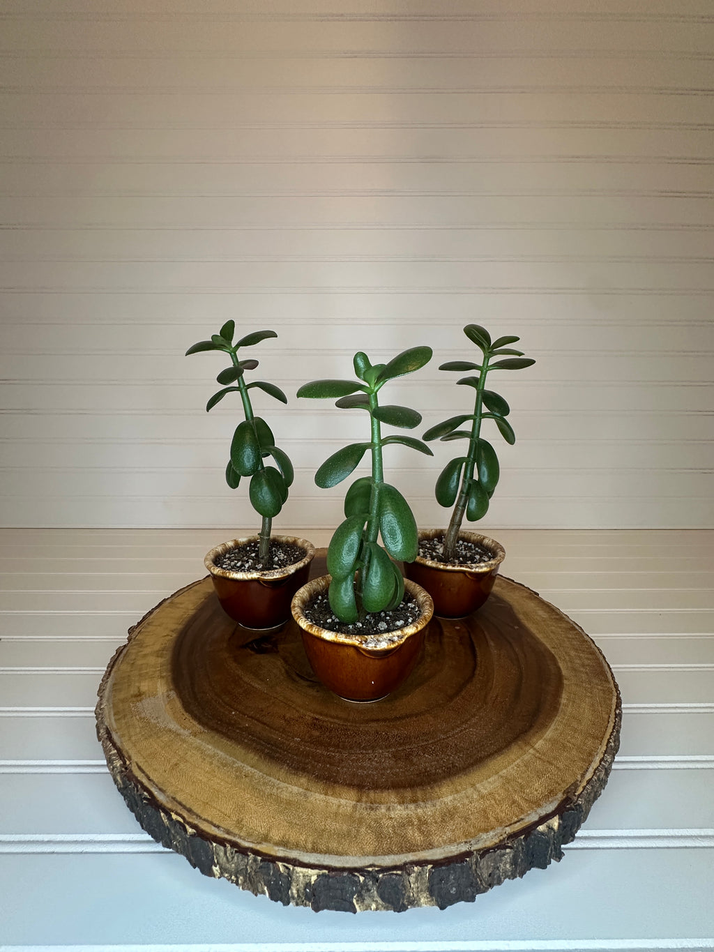 Jade Trio in Vintage Ceramic
