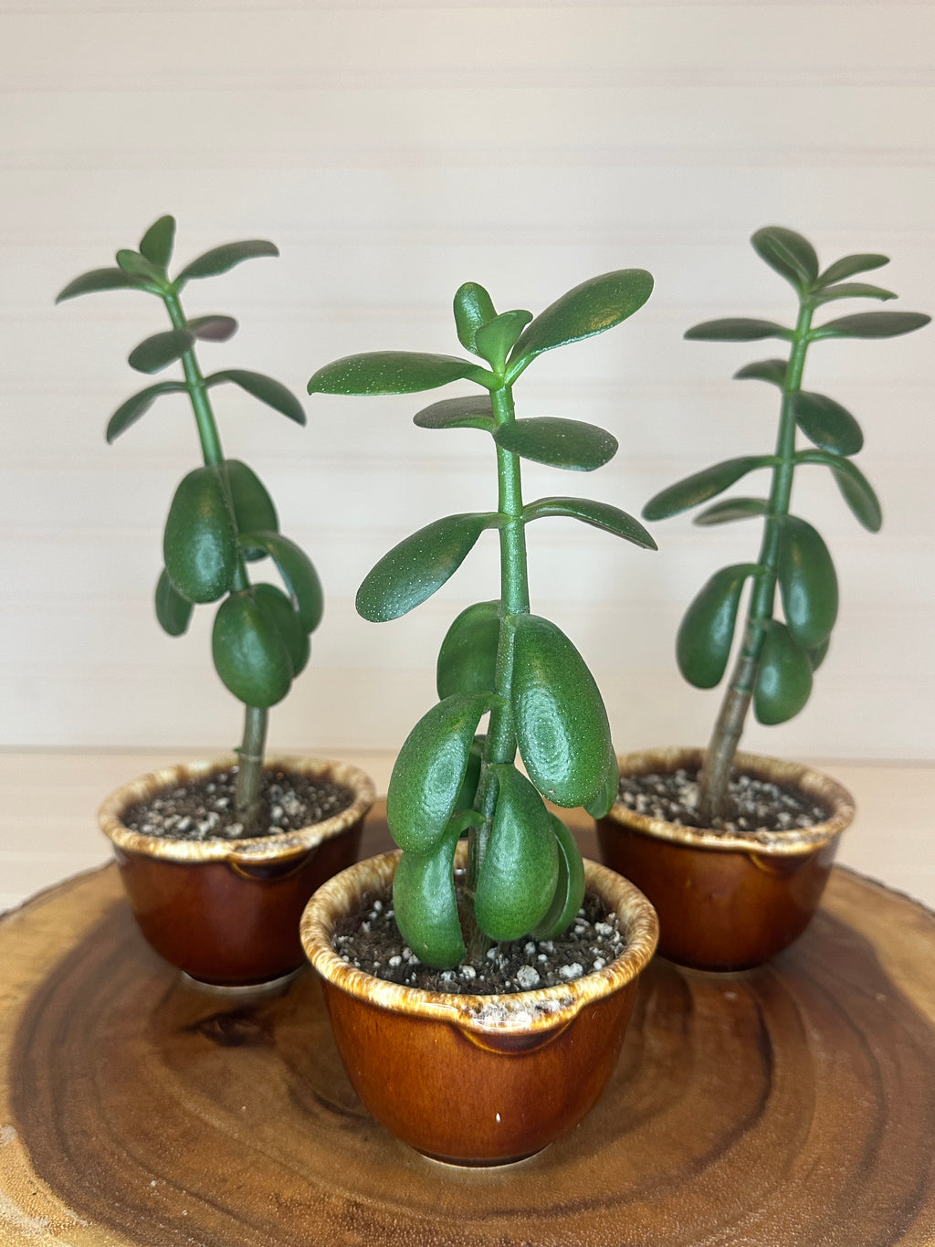 Jade Trio in Vintage Ceramic