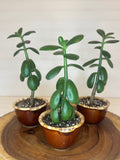 Jade Trio in Vintage Ceramic