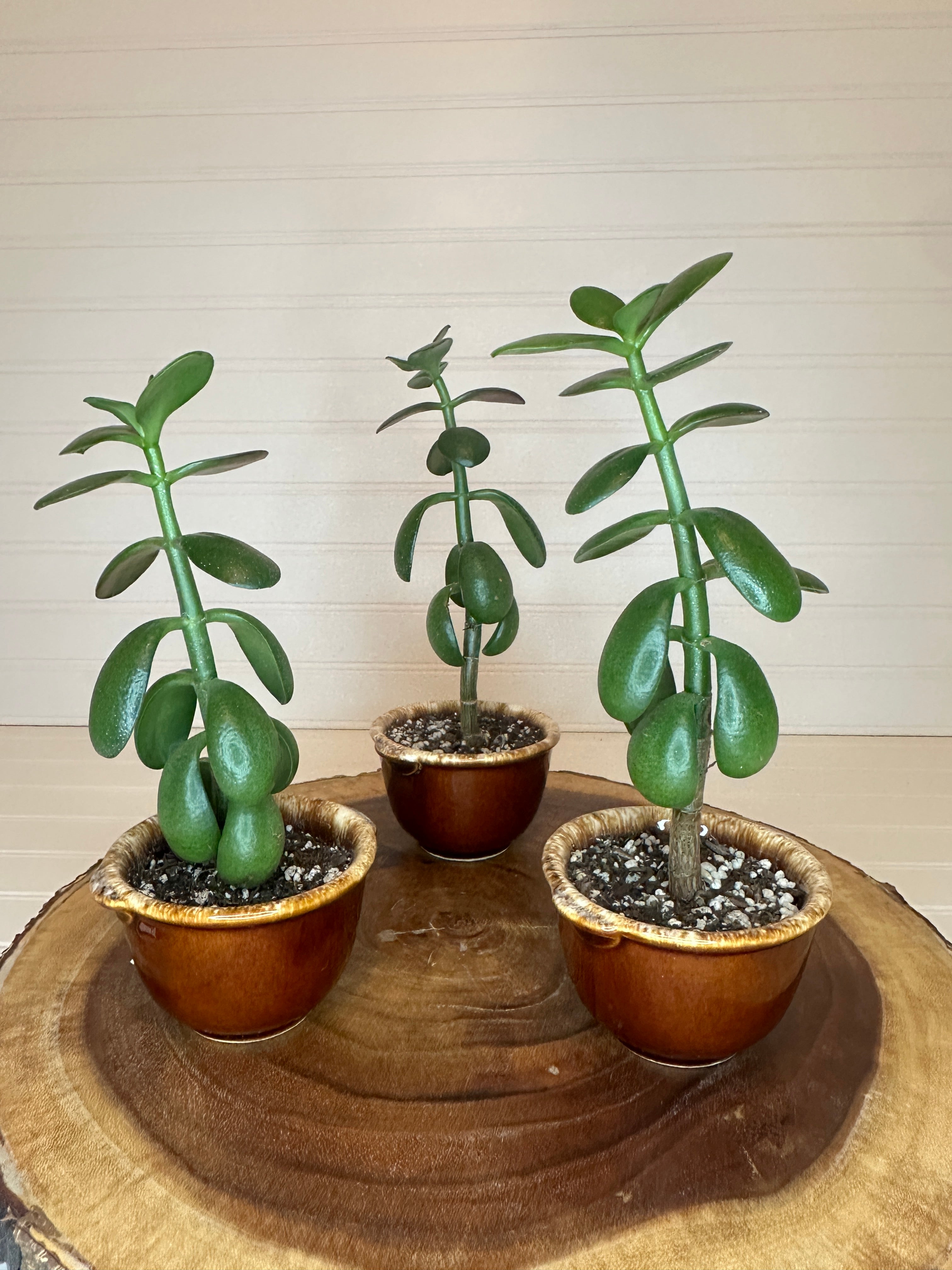 Jade Trio in Vintage Ceramic