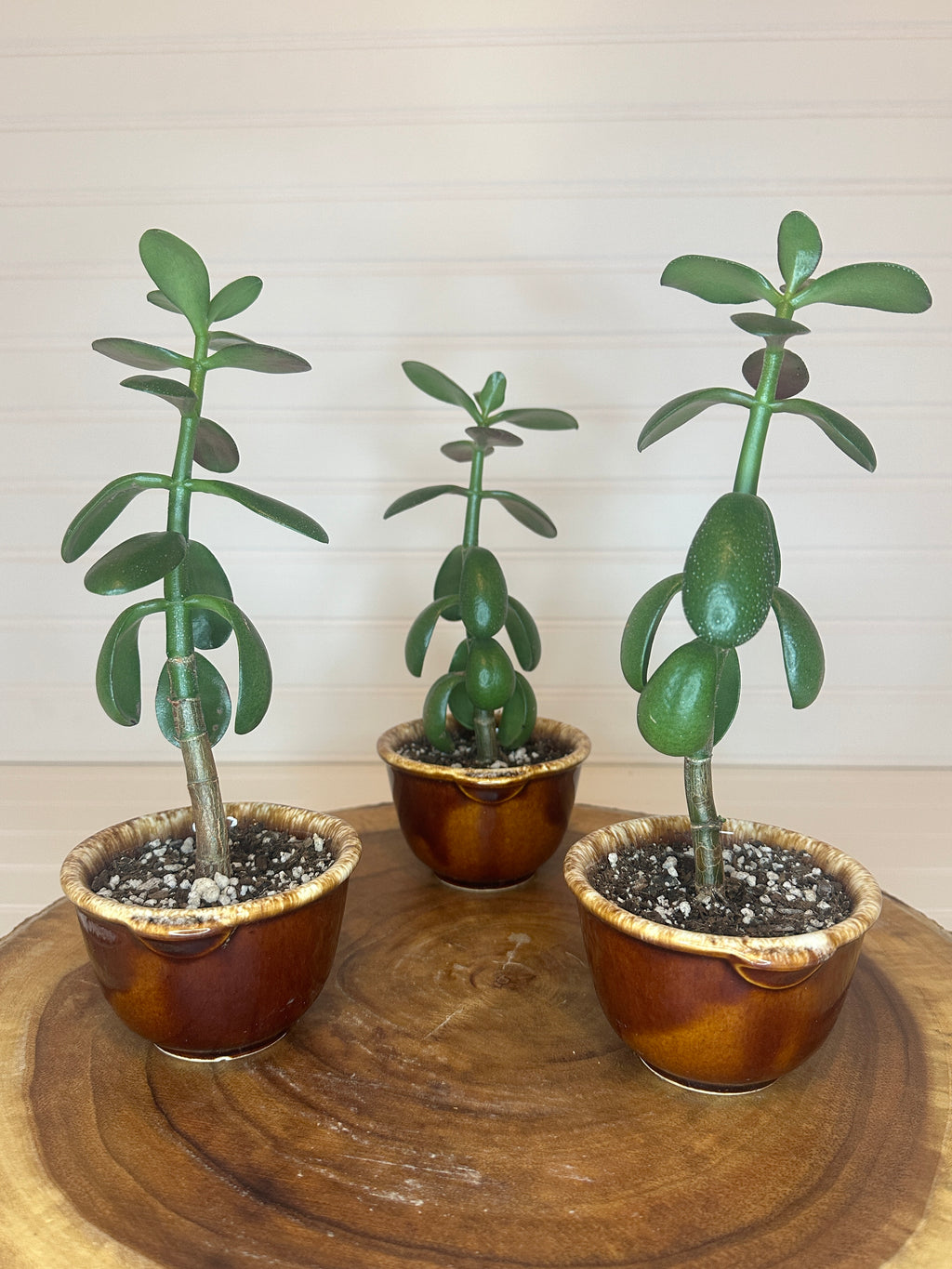 Jade Trio in Vintage Ceramic