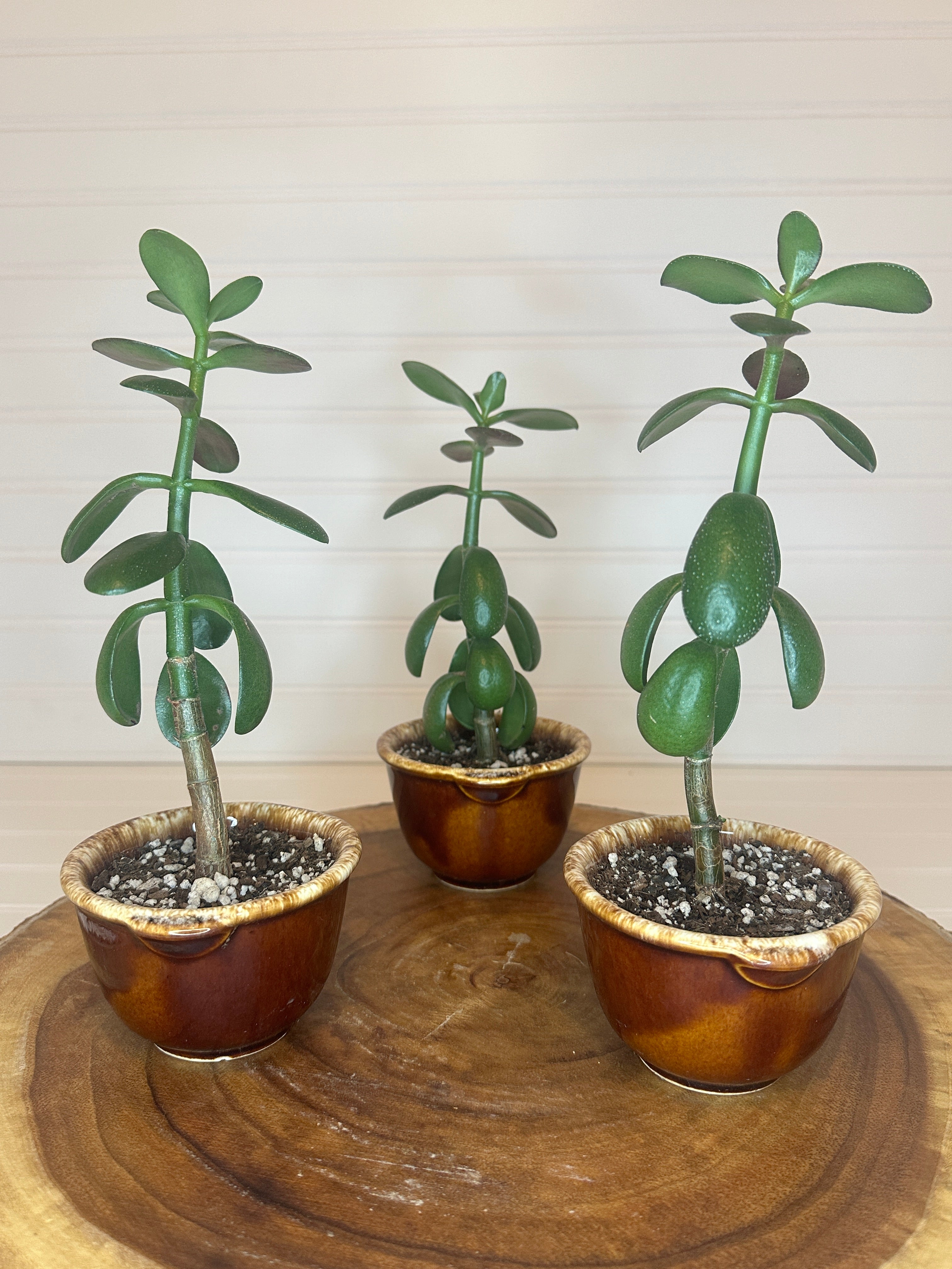 Jade Trio in Vintage Ceramic