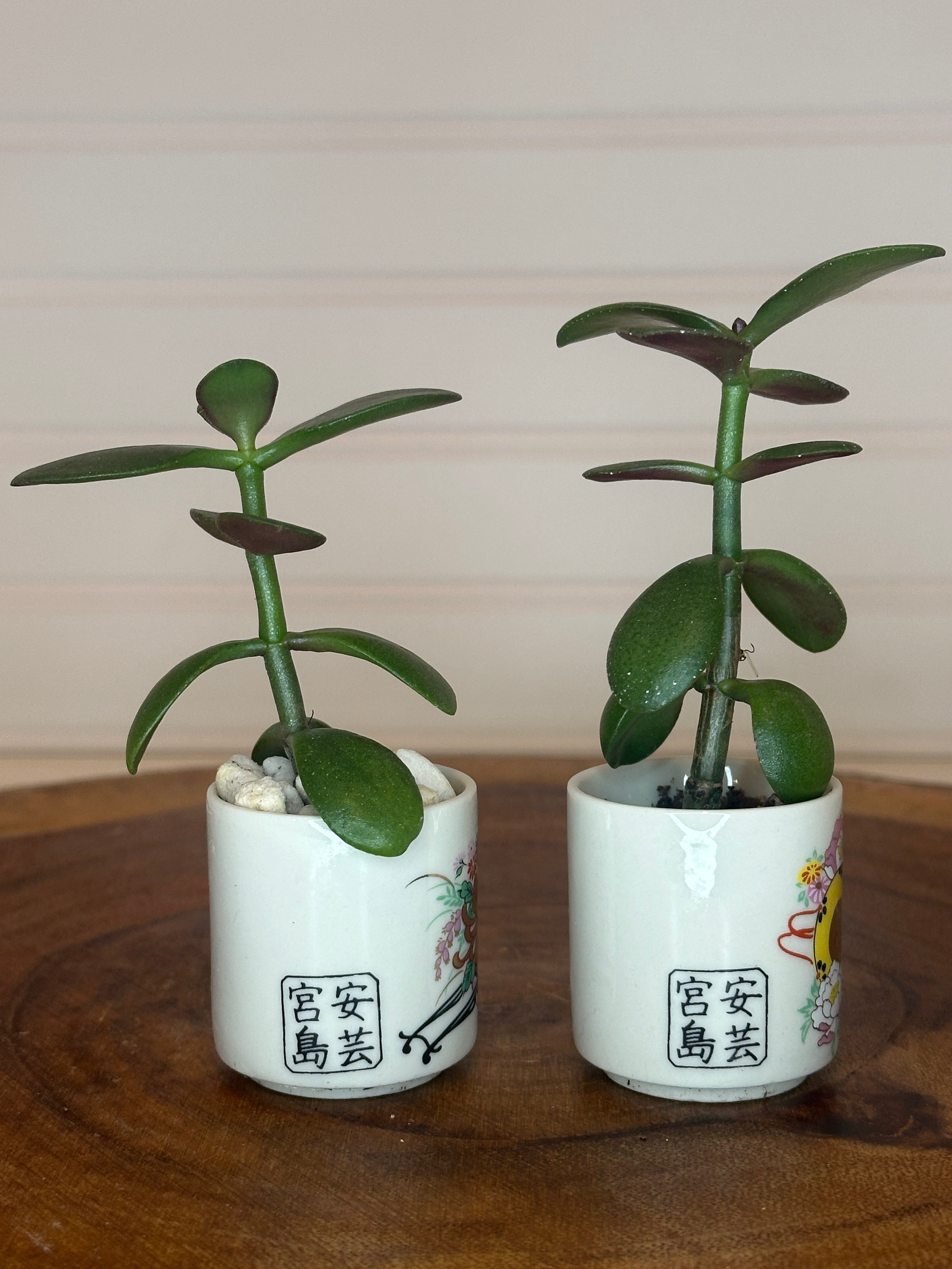 Jade Pair in Vintage Asian Pottery