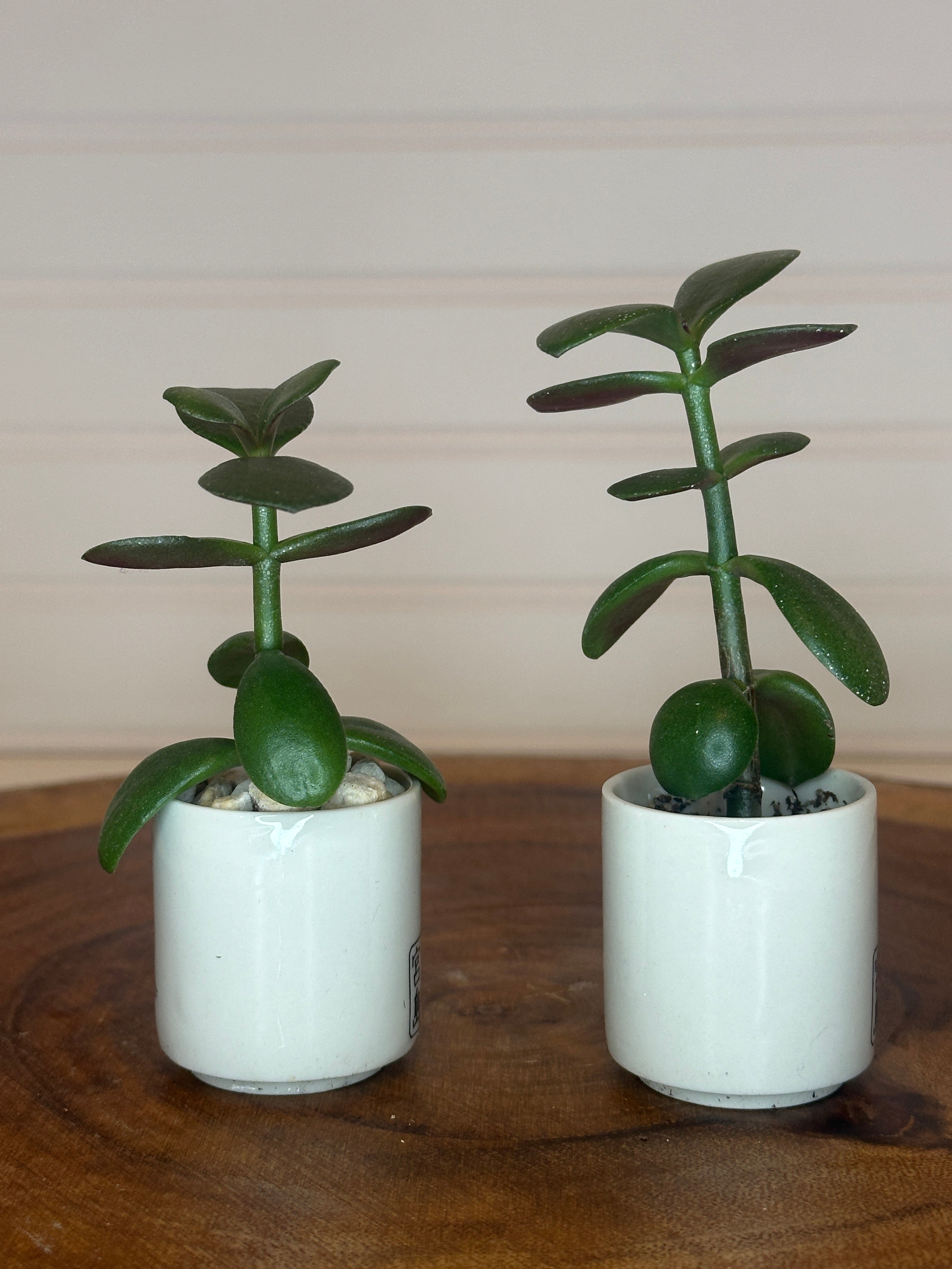 Jade Pair in Vintage Asian Pottery