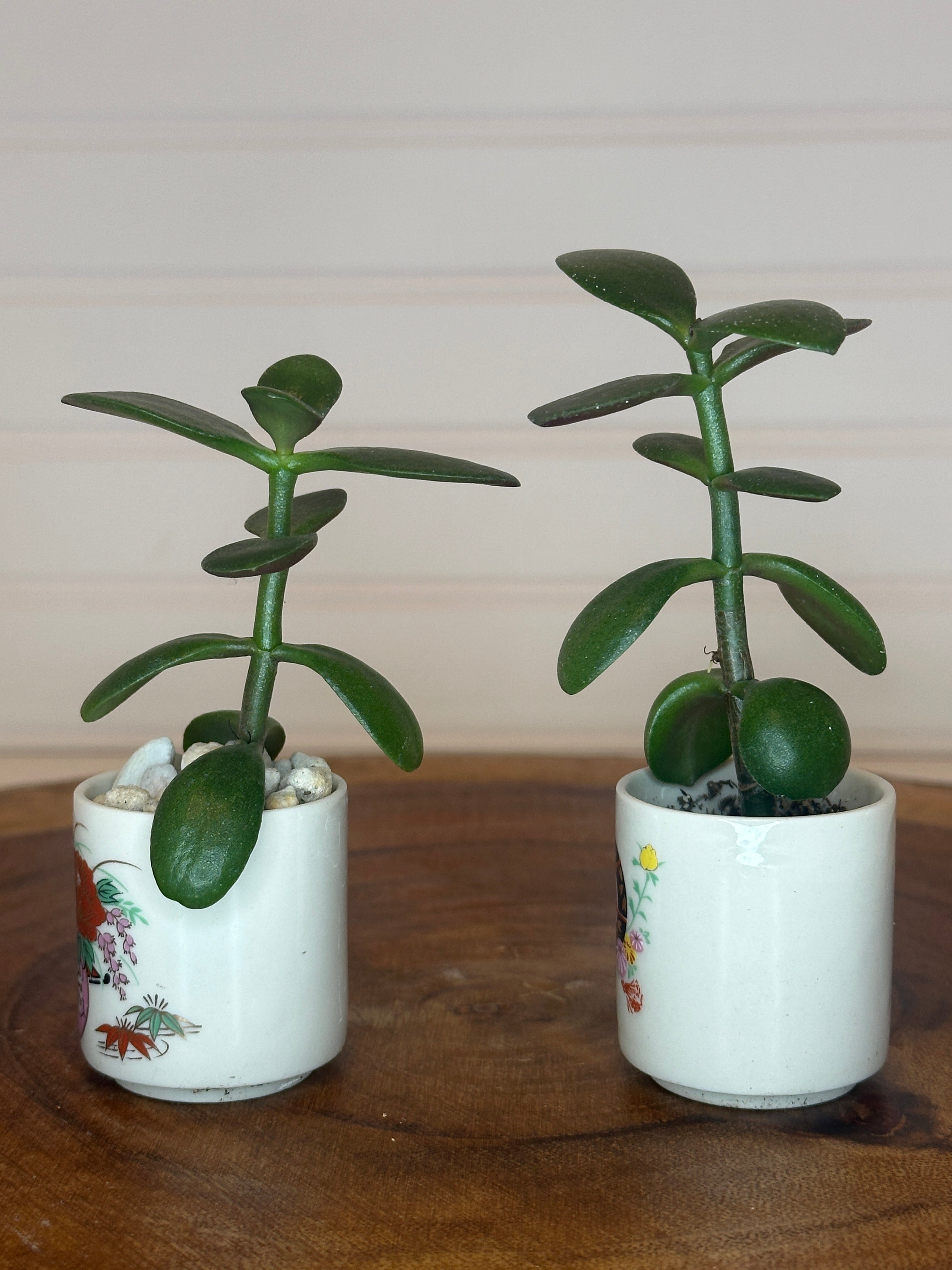 Jade Pair in Vintage Asian Pottery