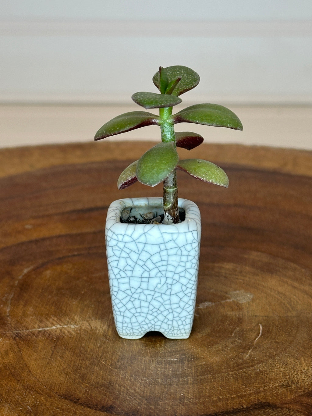 Jade in Vintage White Crackle Thumb Pot