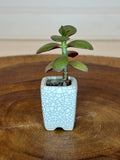 Jade in Vintage White Crackle Thumb Pot