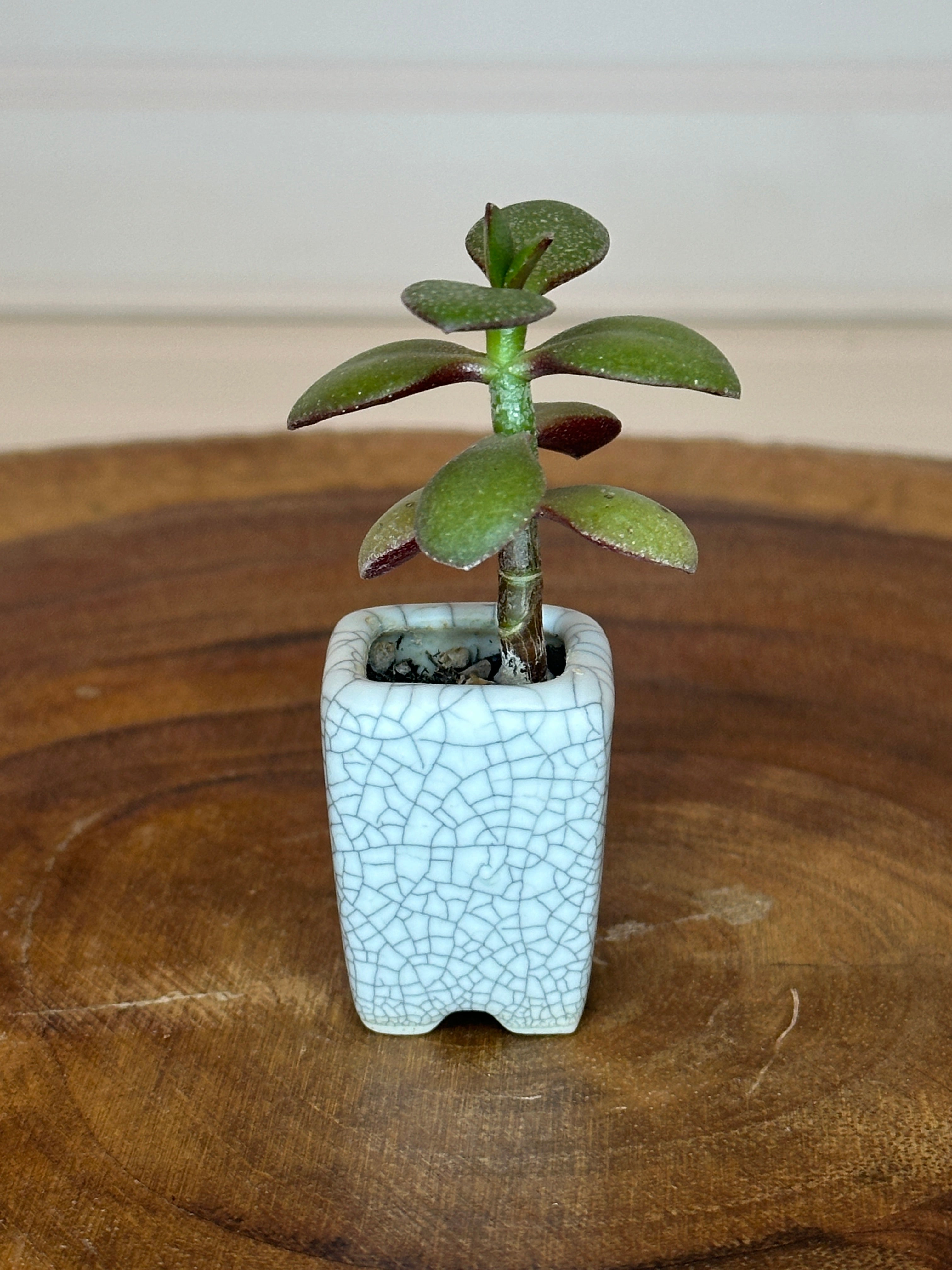 Jade in Vintage White Crackle Thumb Pot