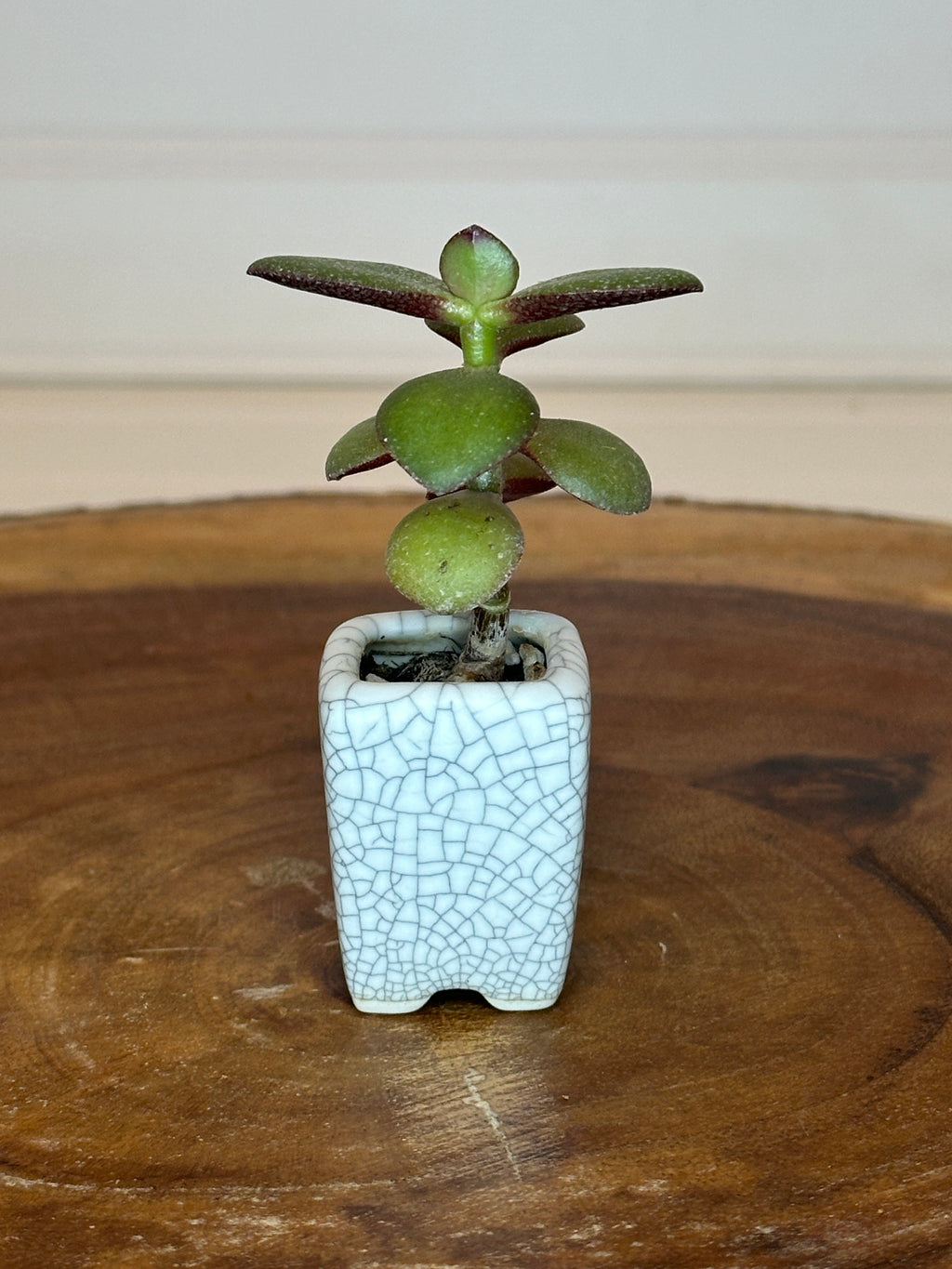 Jade in Vintage White Crackle Thumb Pot