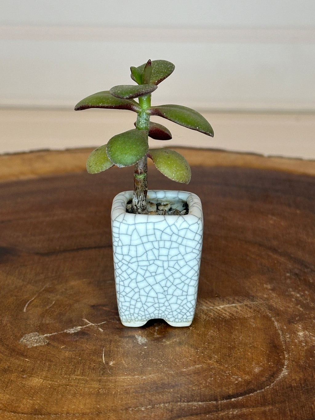 Jade in Vintage White Crackle Thumb Pot