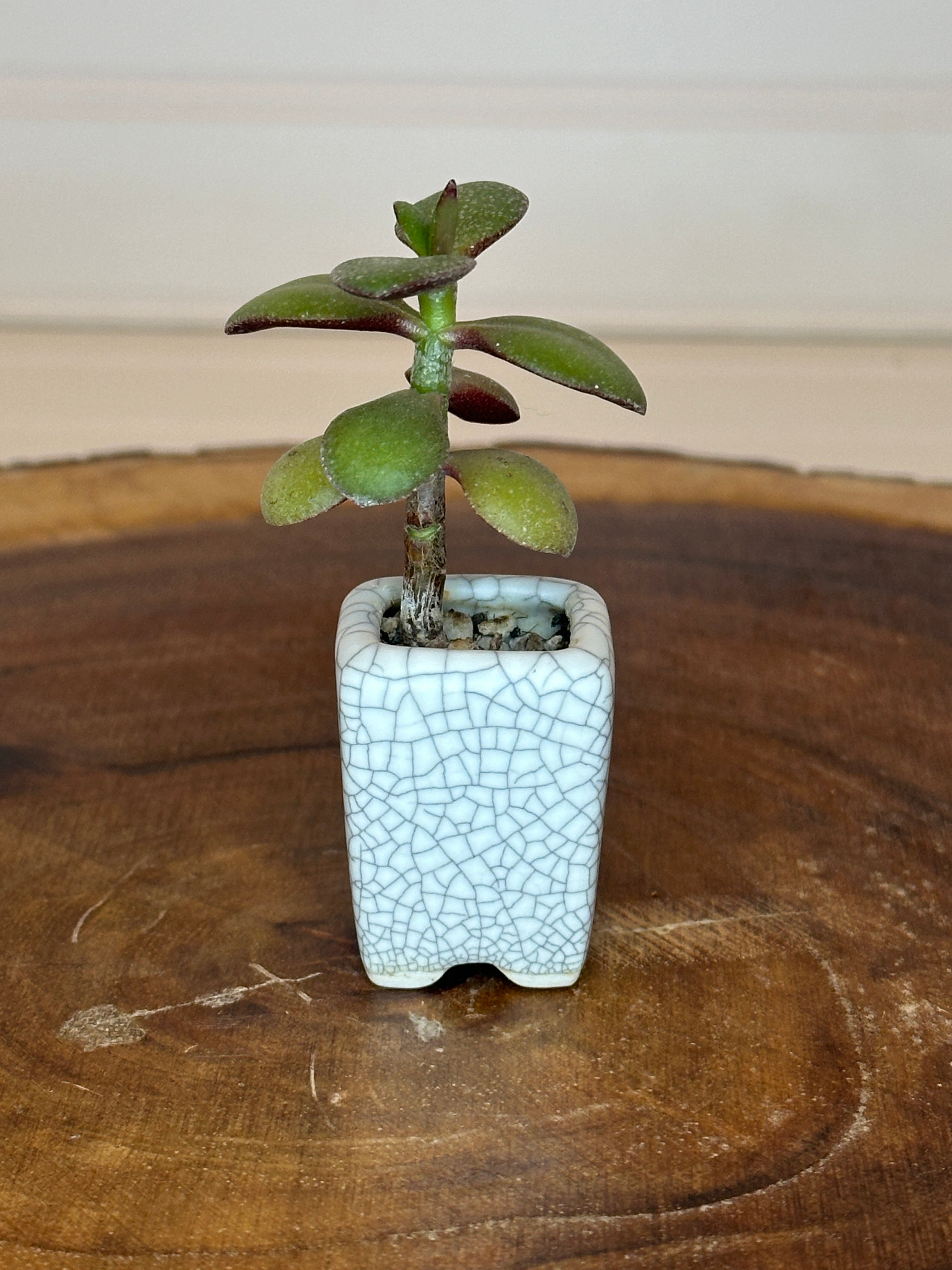 Jade in Vintage White Crackle Thumb Pot