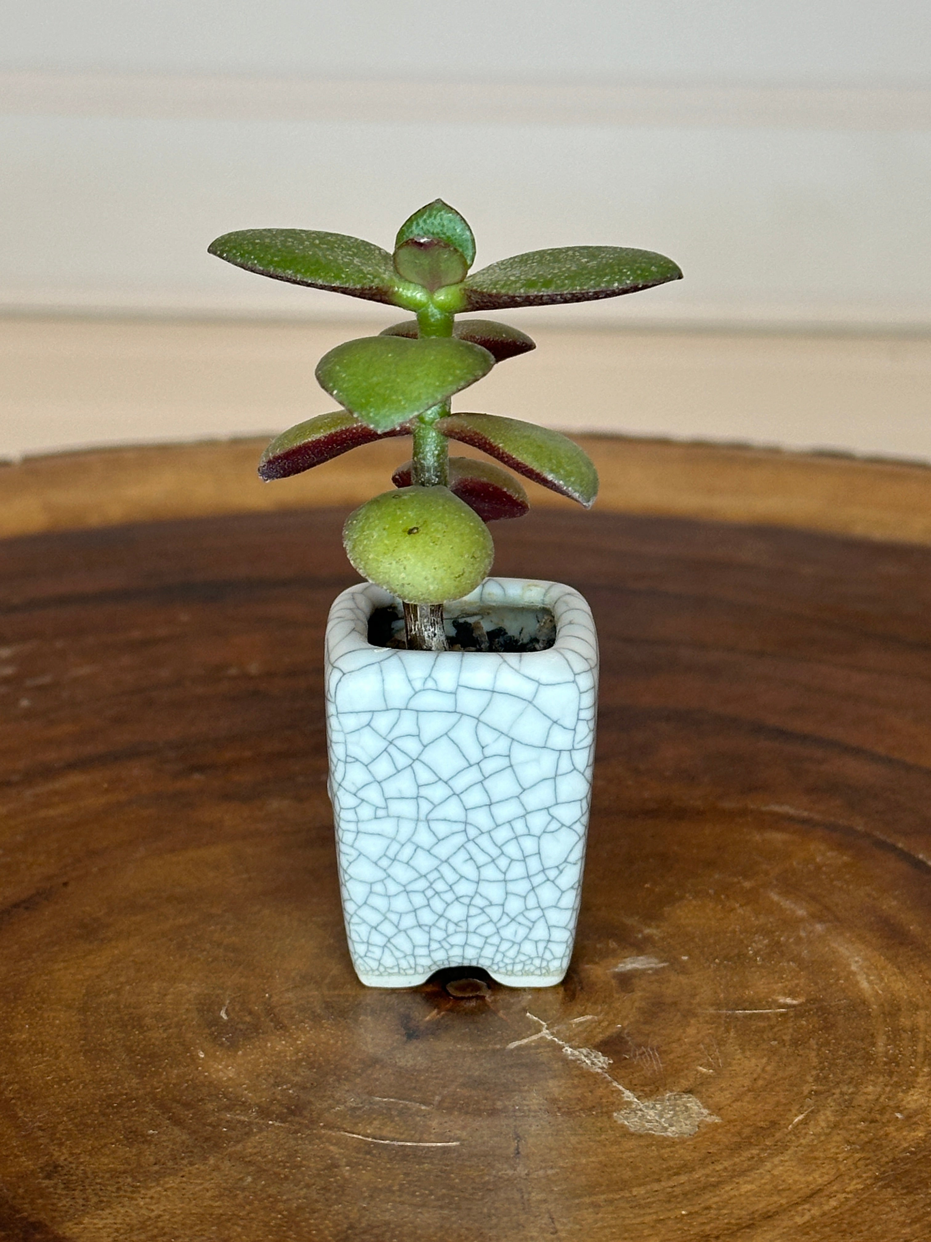 Jade in Vintage White Crackle Thumb Pot