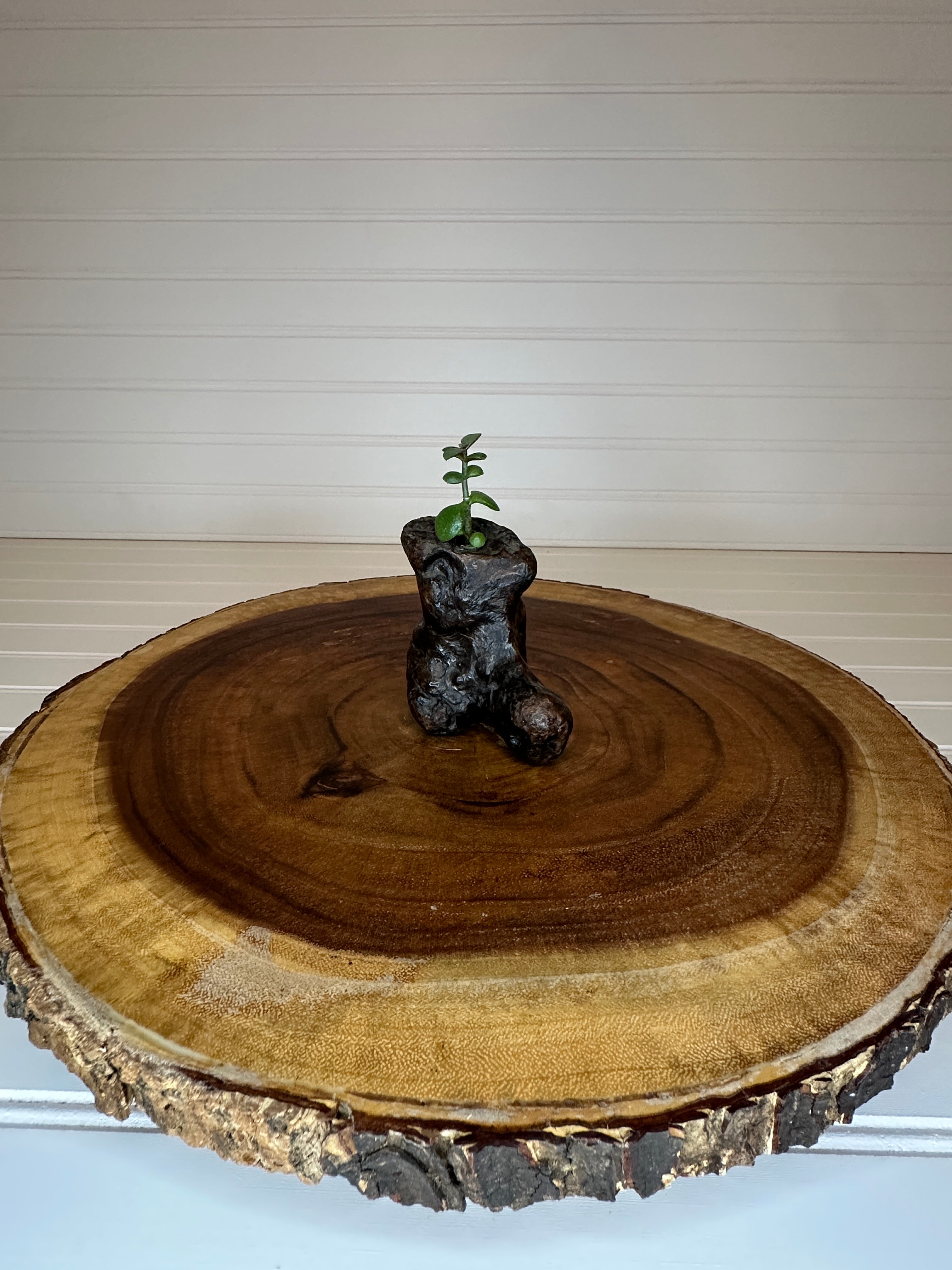 Jade in Burl Wood