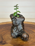 Jade in Burl Wood