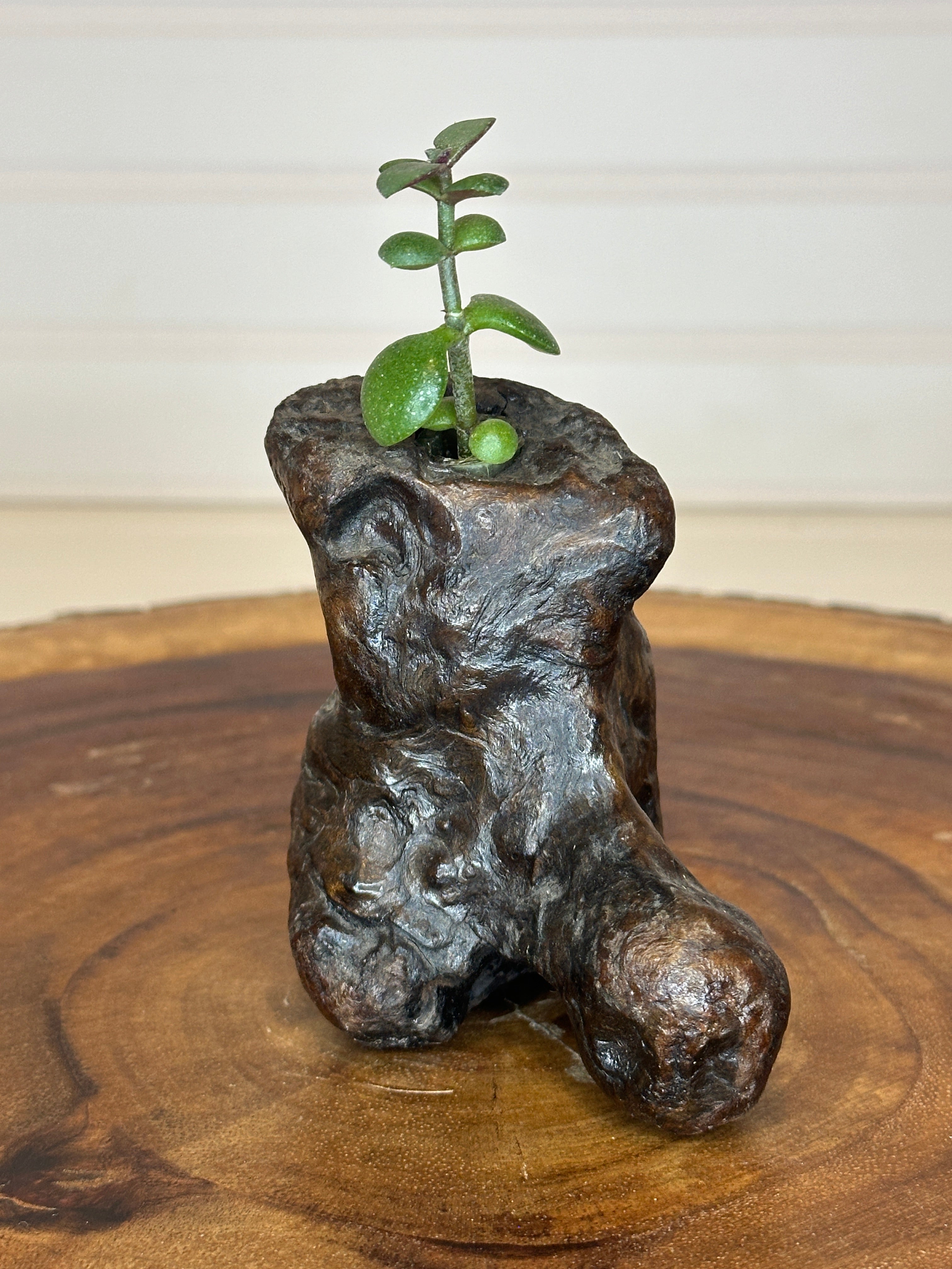 Jade in Burl Wood