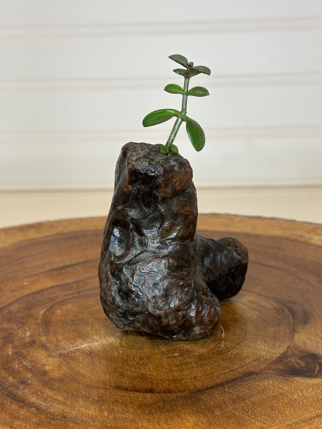 Jade in Burl Wood