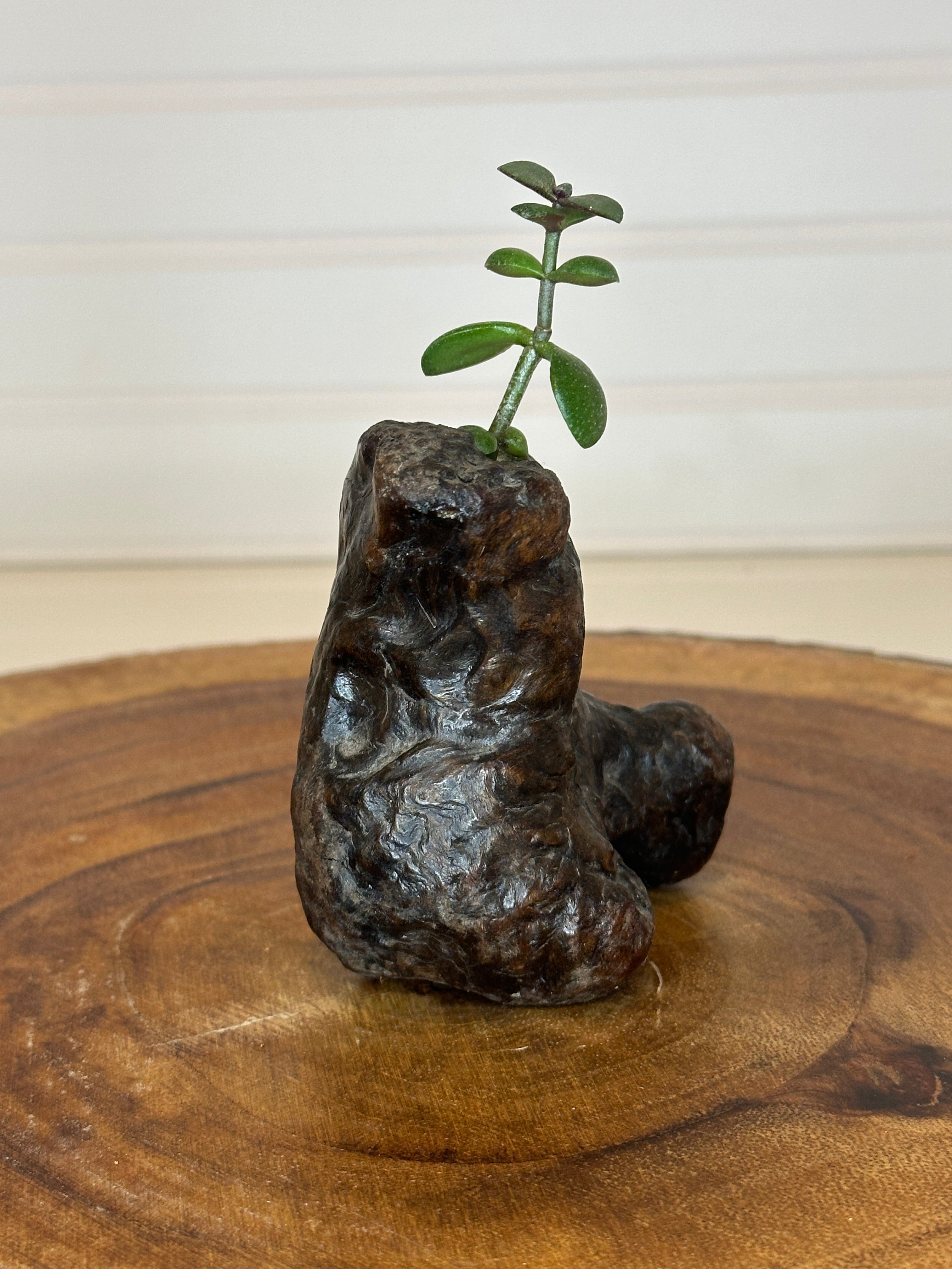 Jade in Burl Wood
