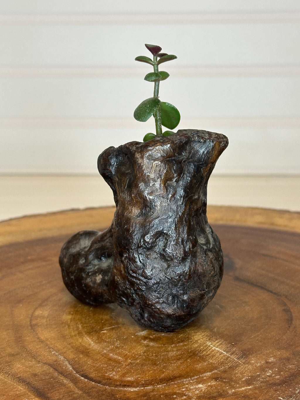 Jade in Burl Wood