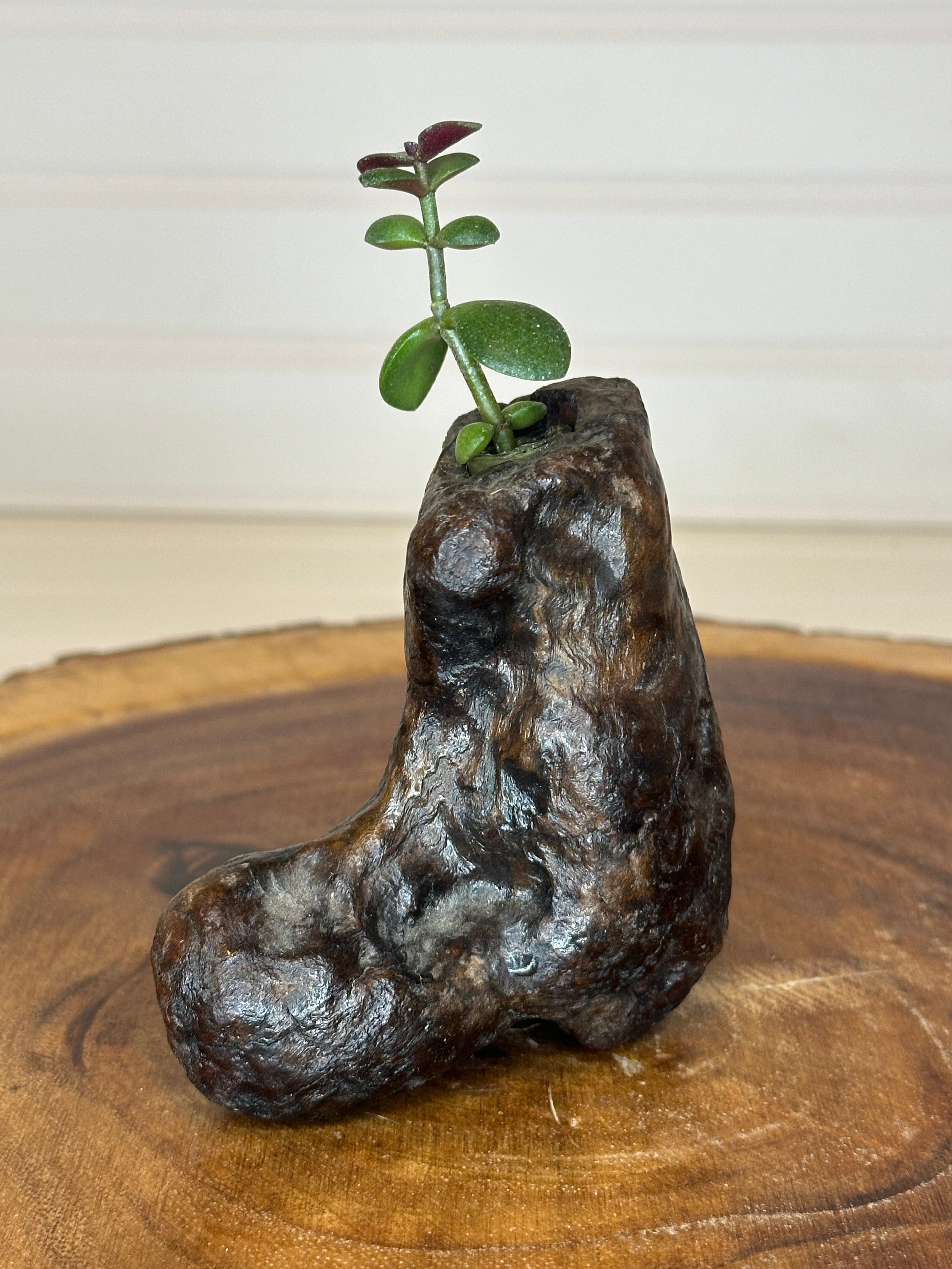 Jade in Burl Wood