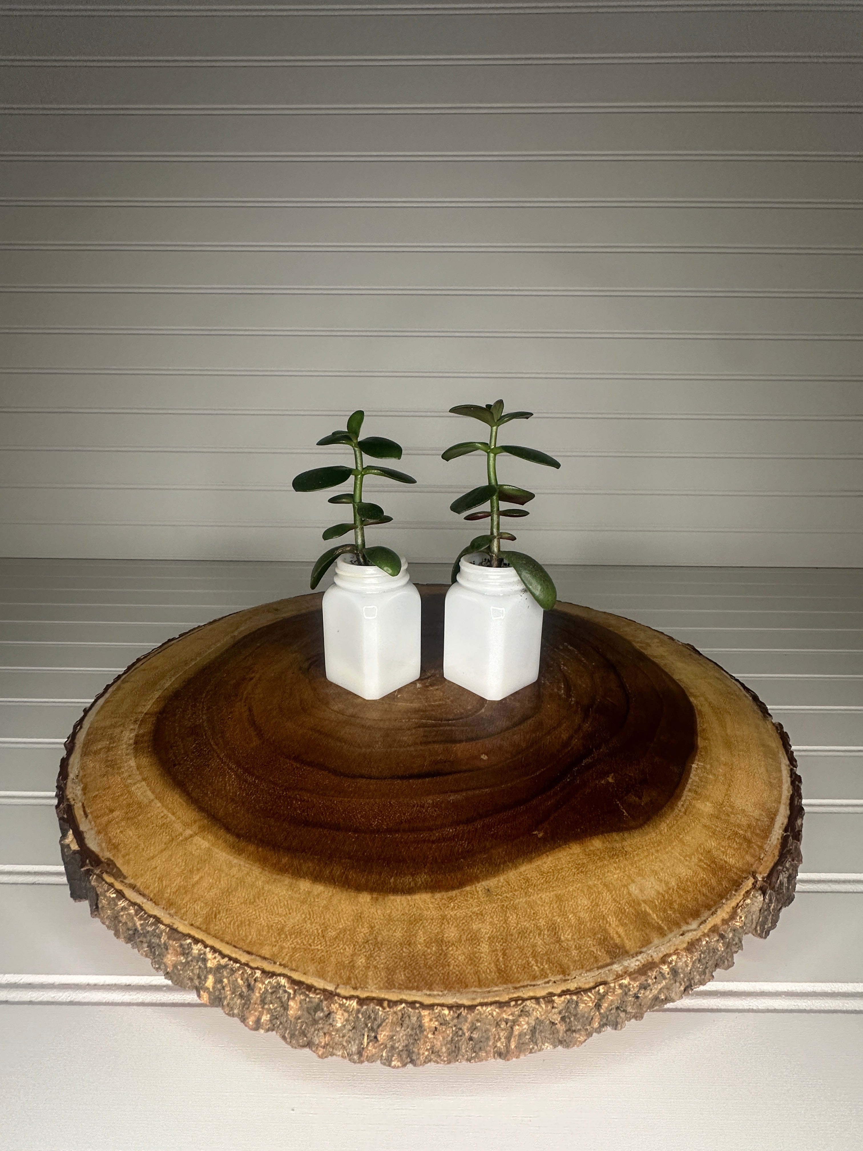Jade Duo in Vintage Milk Glass