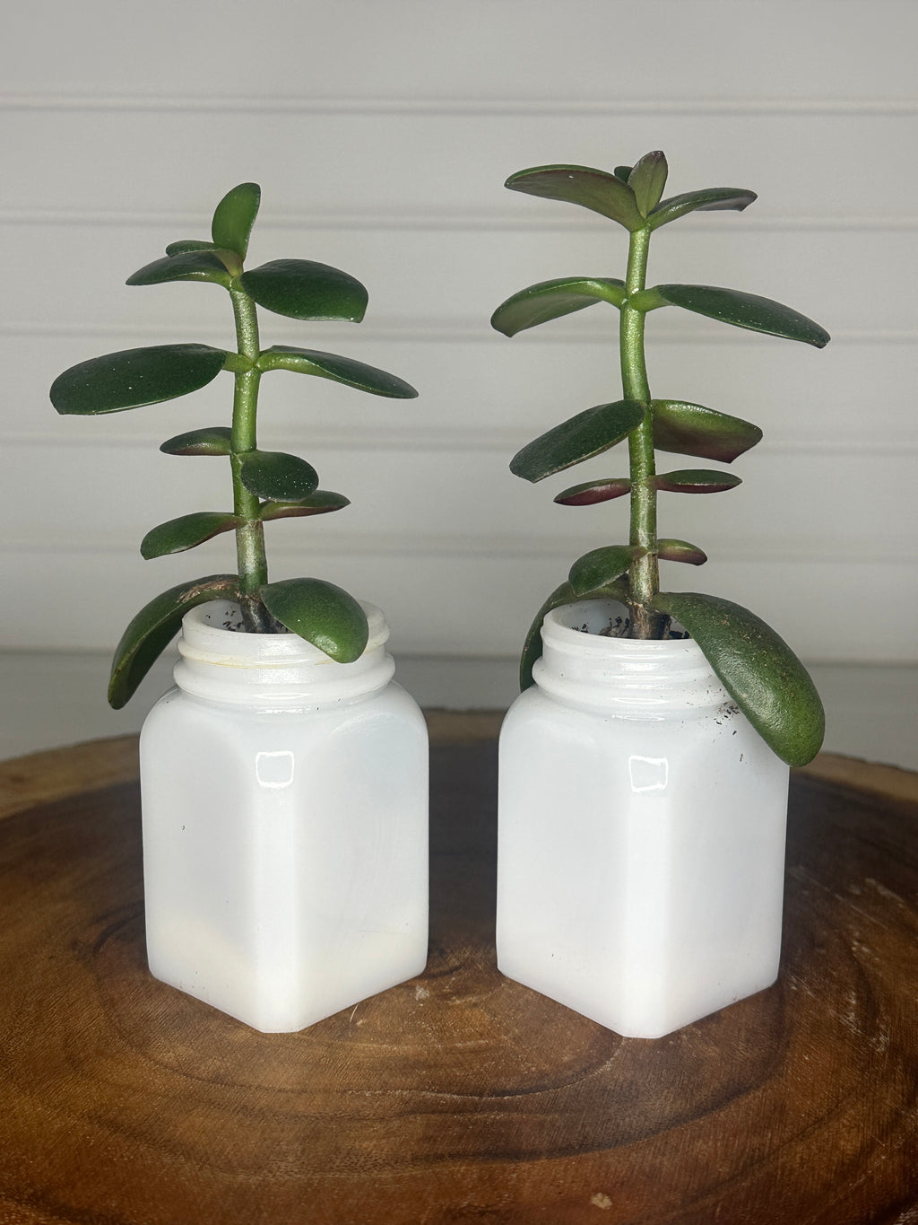 Jade Duo in Vintage Milk Glass
