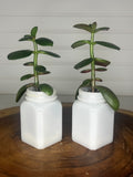 Jade Duo in Vintage Milk Glass