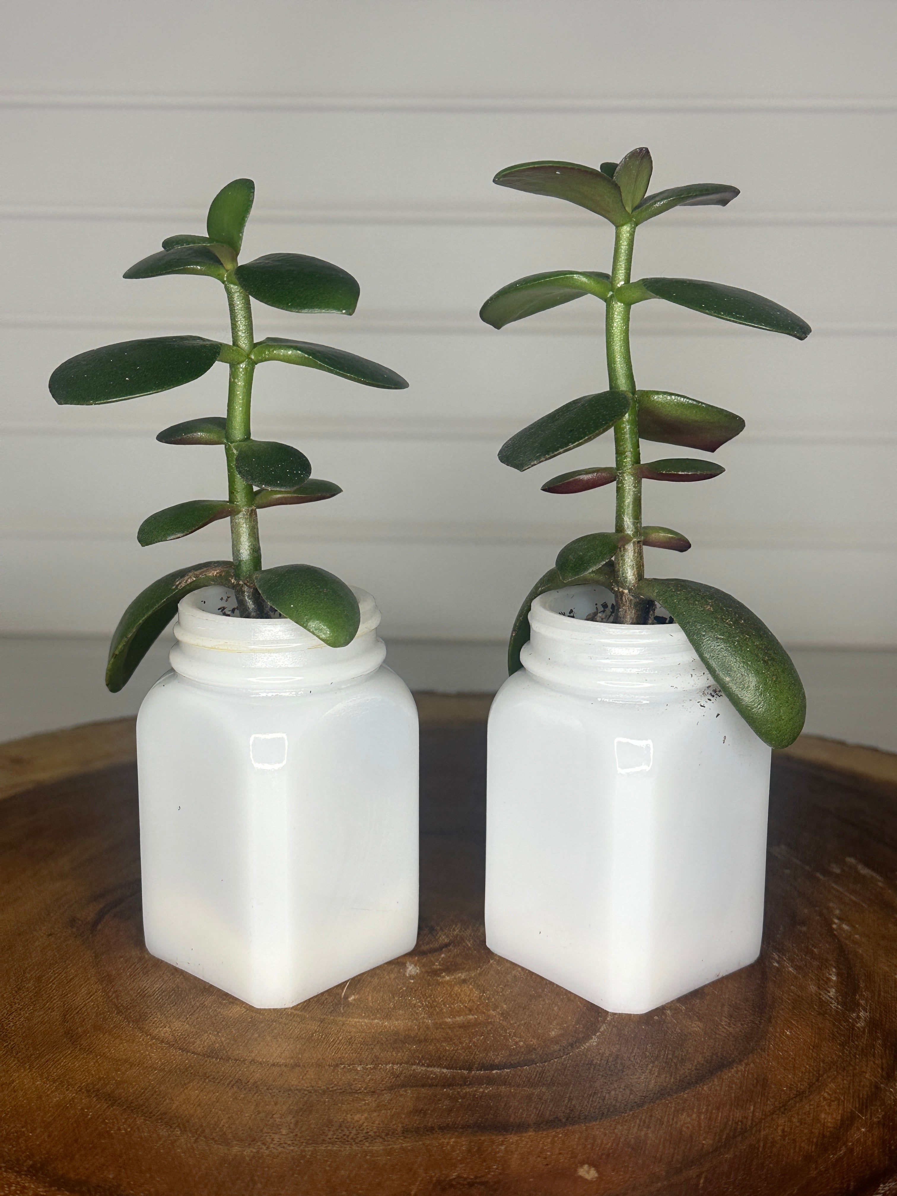 Jade Duo in Vintage Milk Glass
