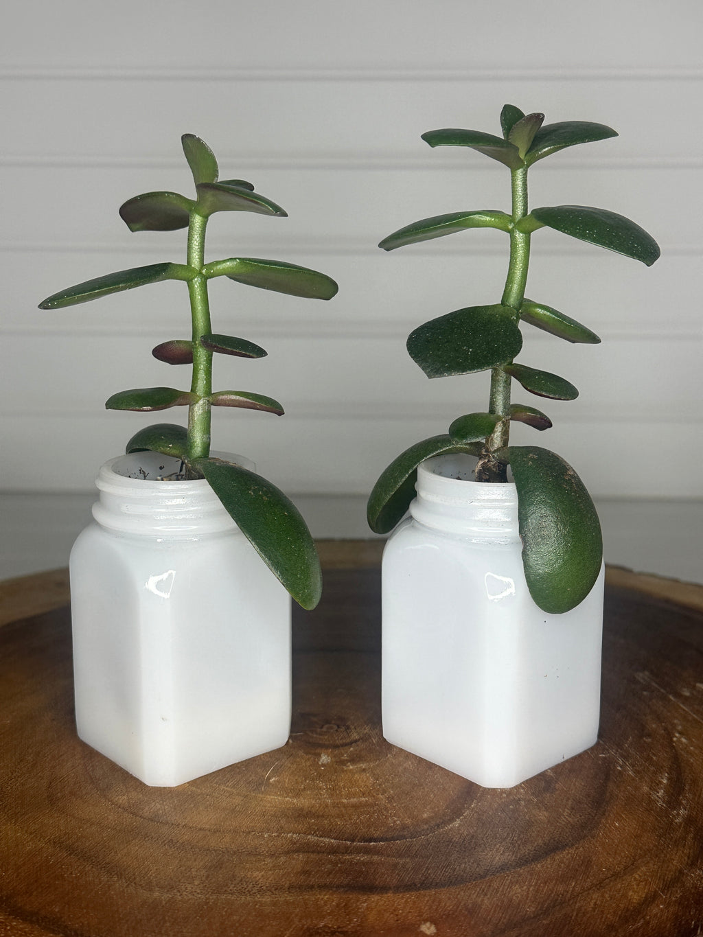 Jade Duo in Vintage Milk Glass