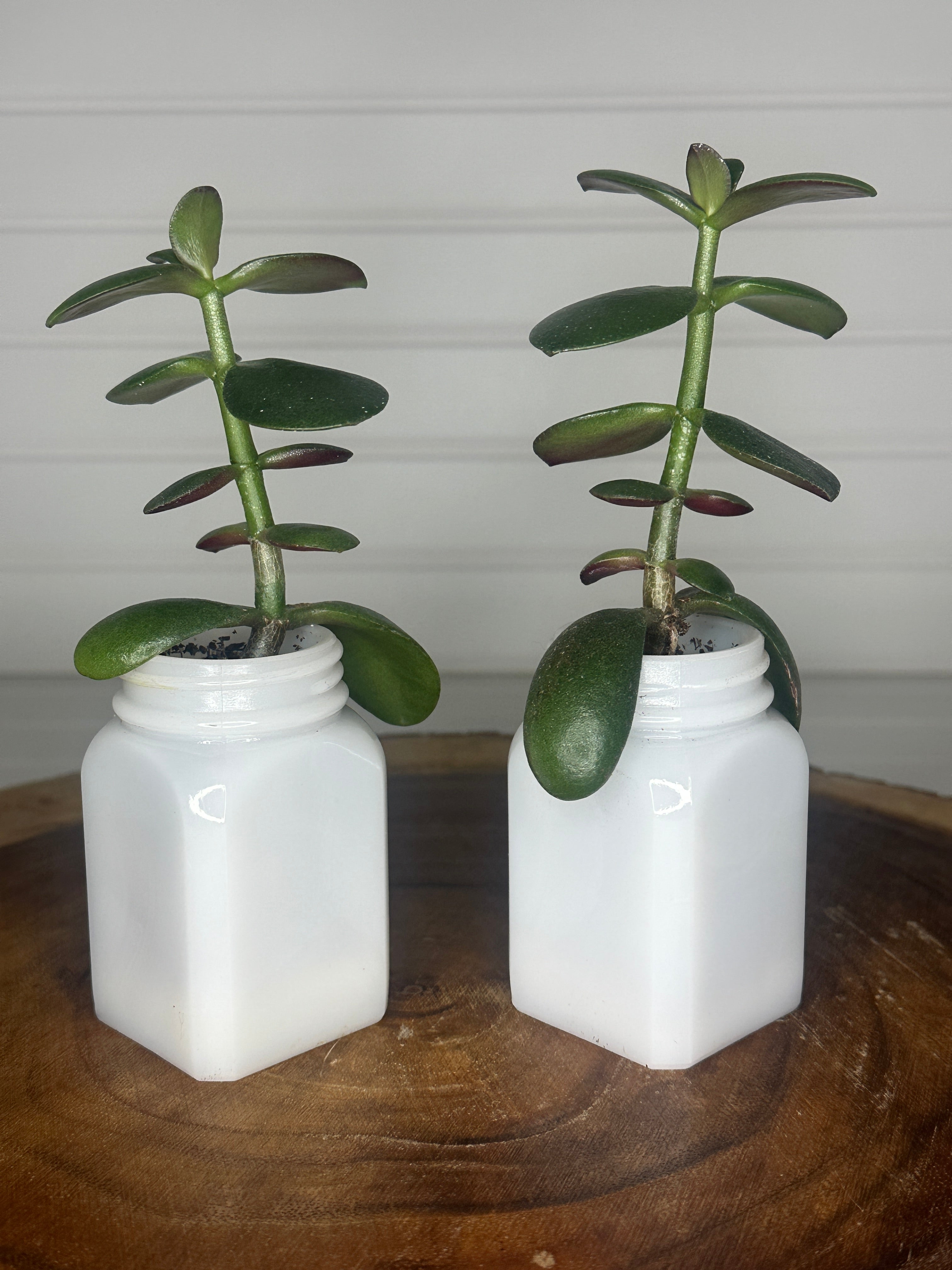 Jade Duo in Vintage Milk Glass