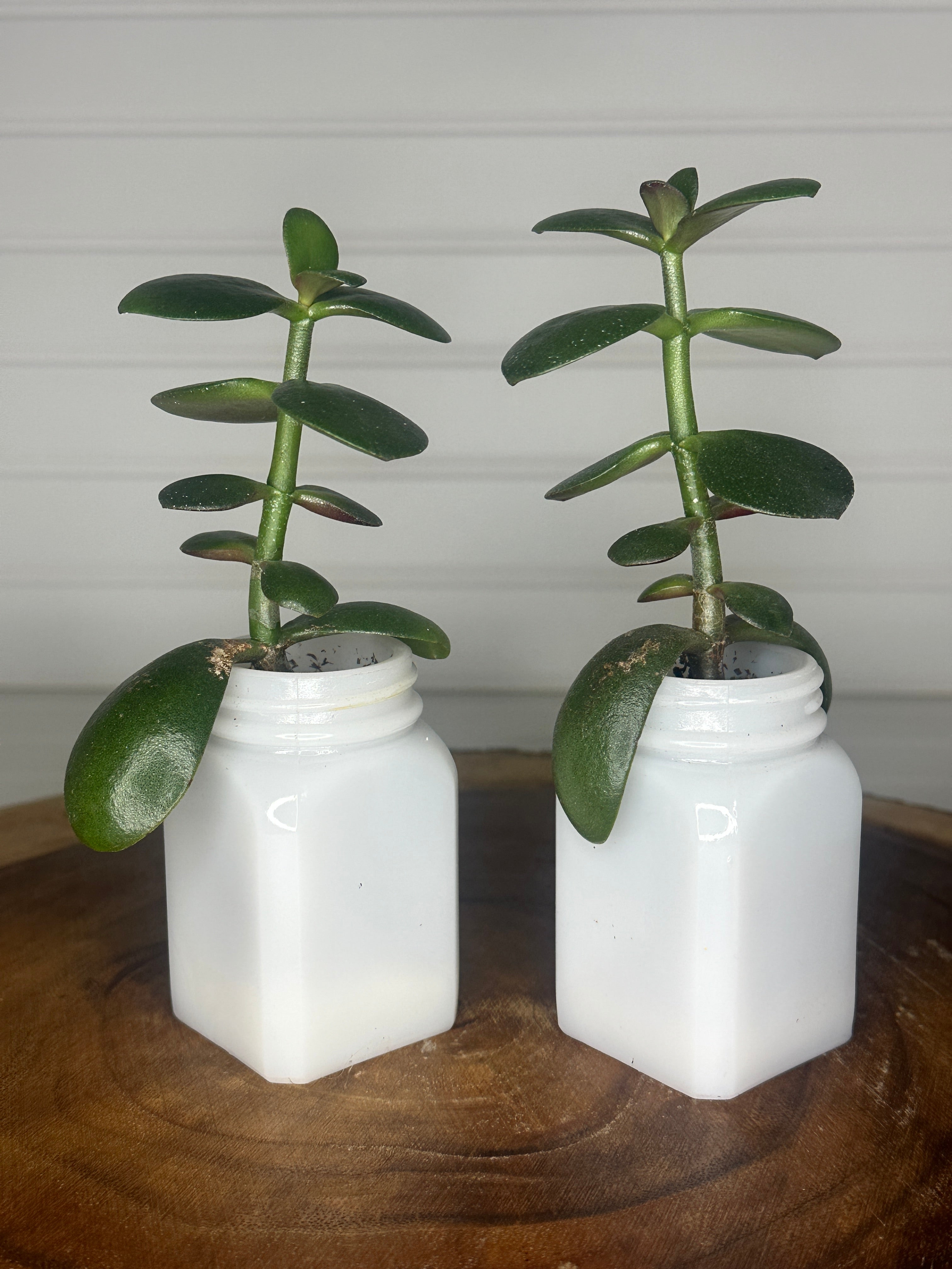 Jade Duo in Vintage Milk Glass