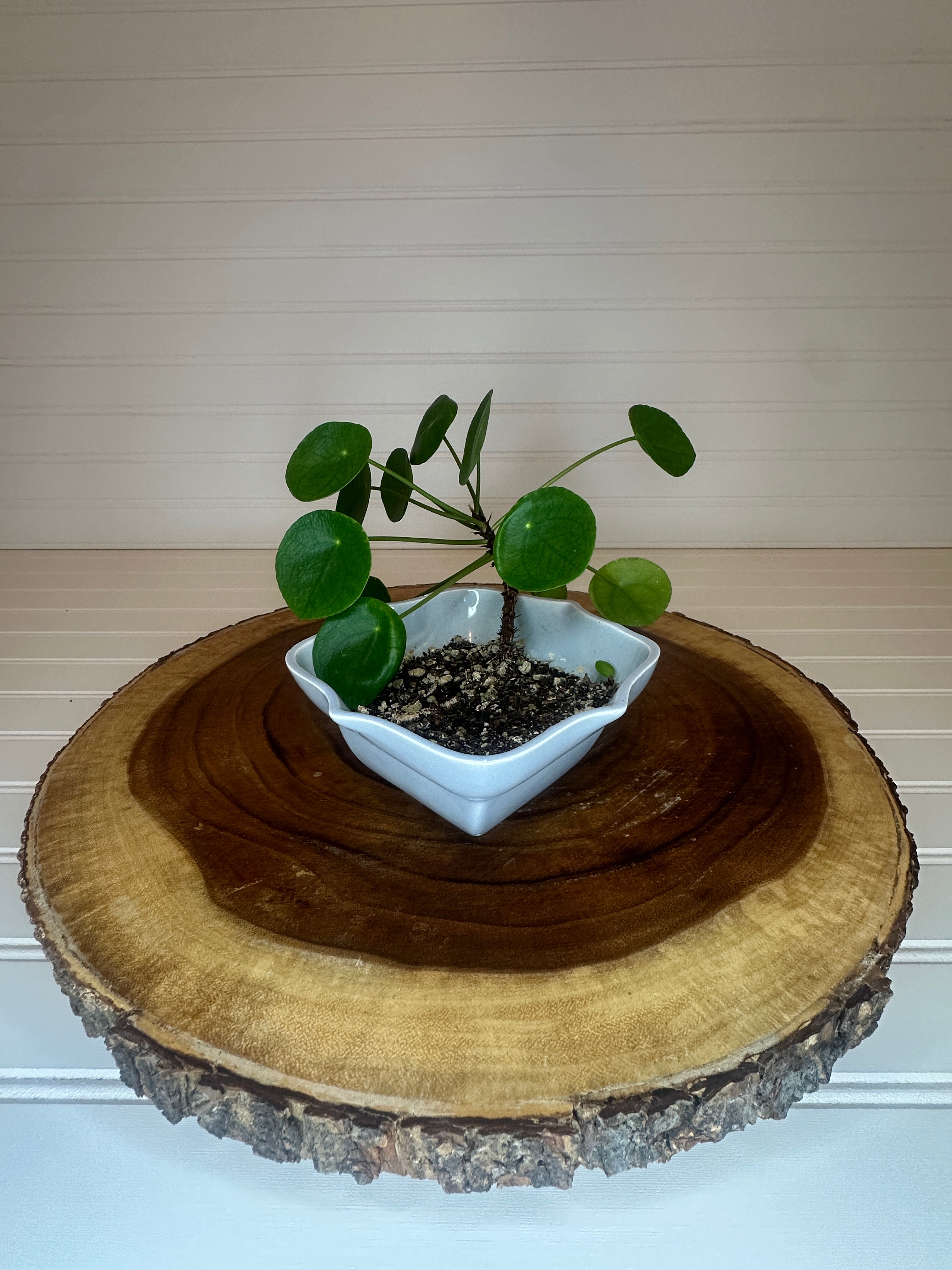 Pilea in Vintage Pottery