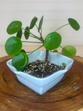 Pilea in Vintage Pottery