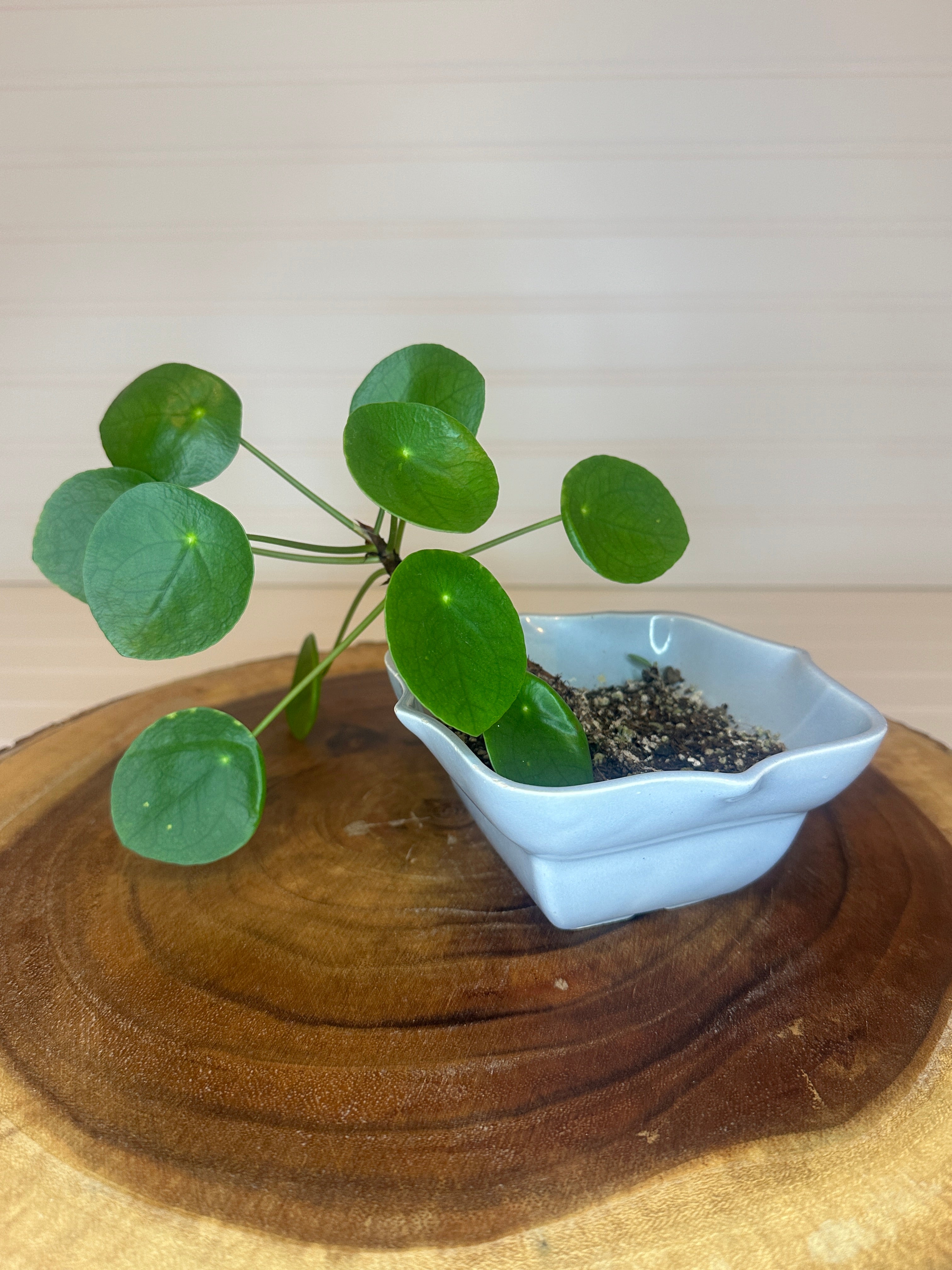 Pilea in Vintage Pottery