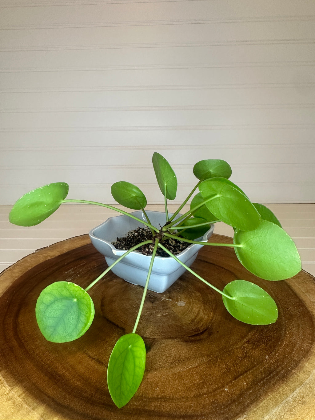 Pilea in Vintage Pottery