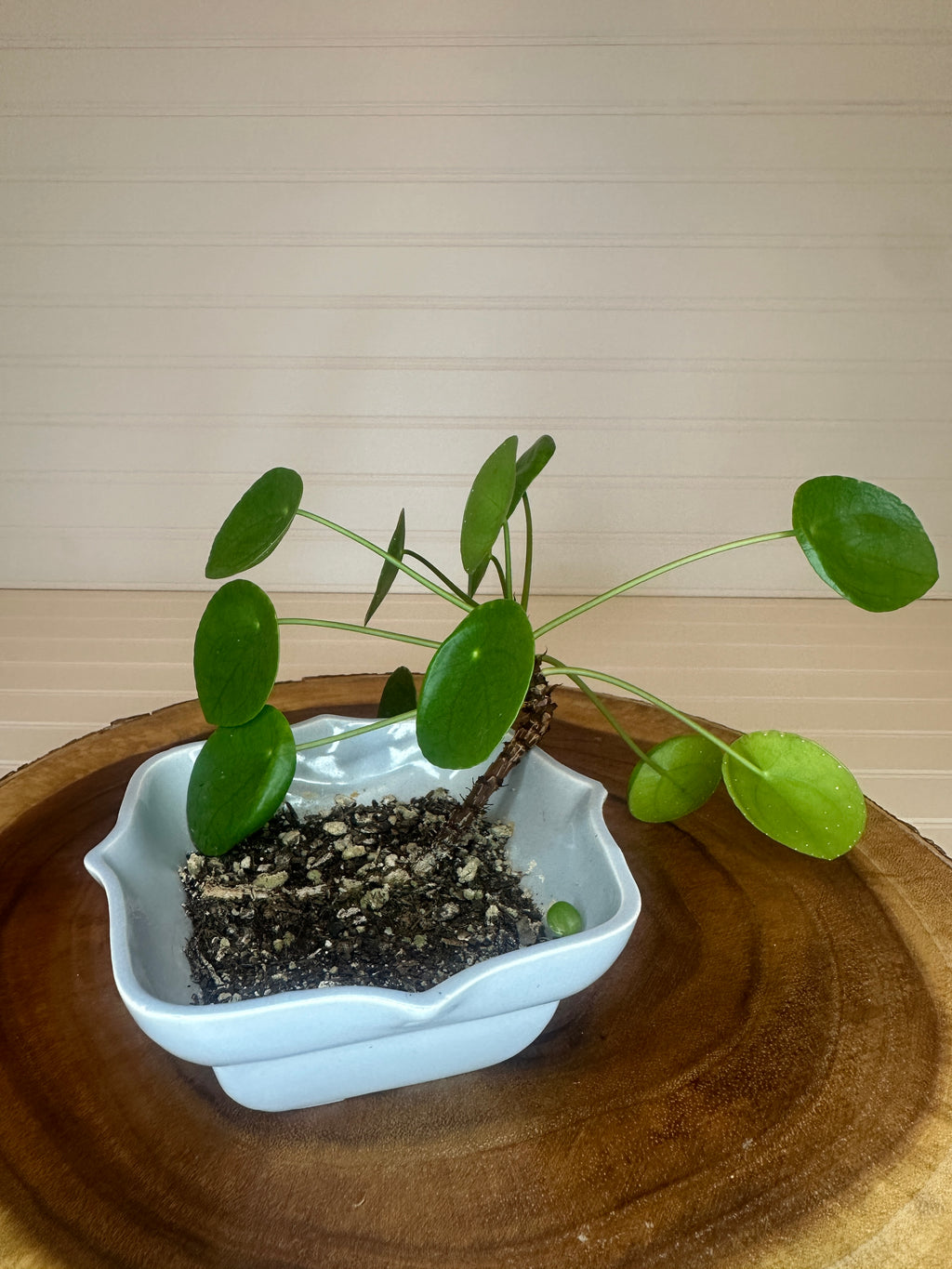Pilea in Vintage Pottery