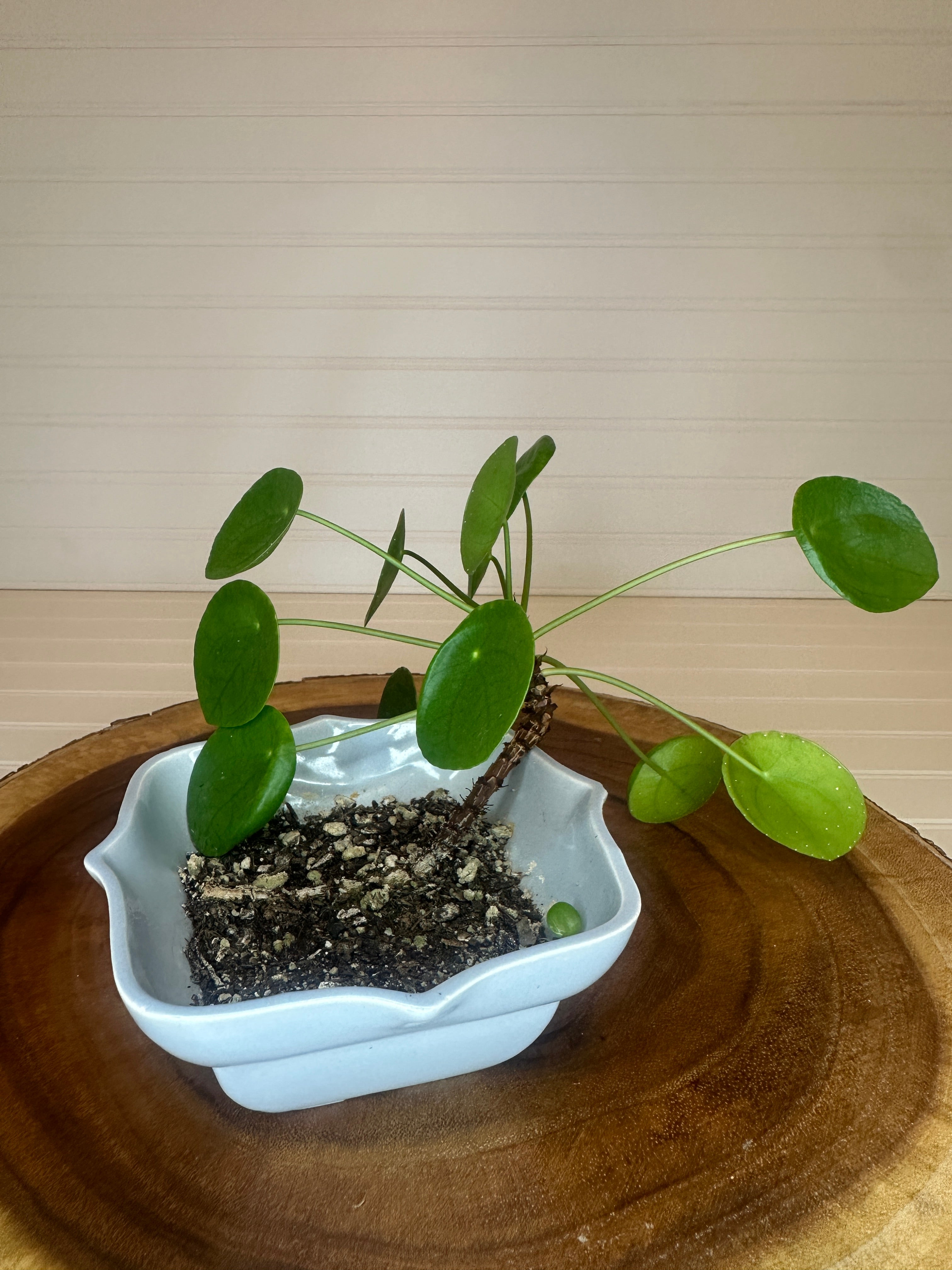 Pilea in Vintage Pottery