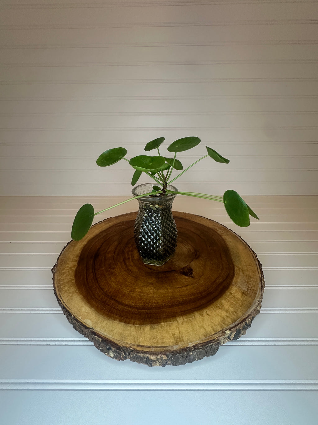 Pilea in Vintage glass