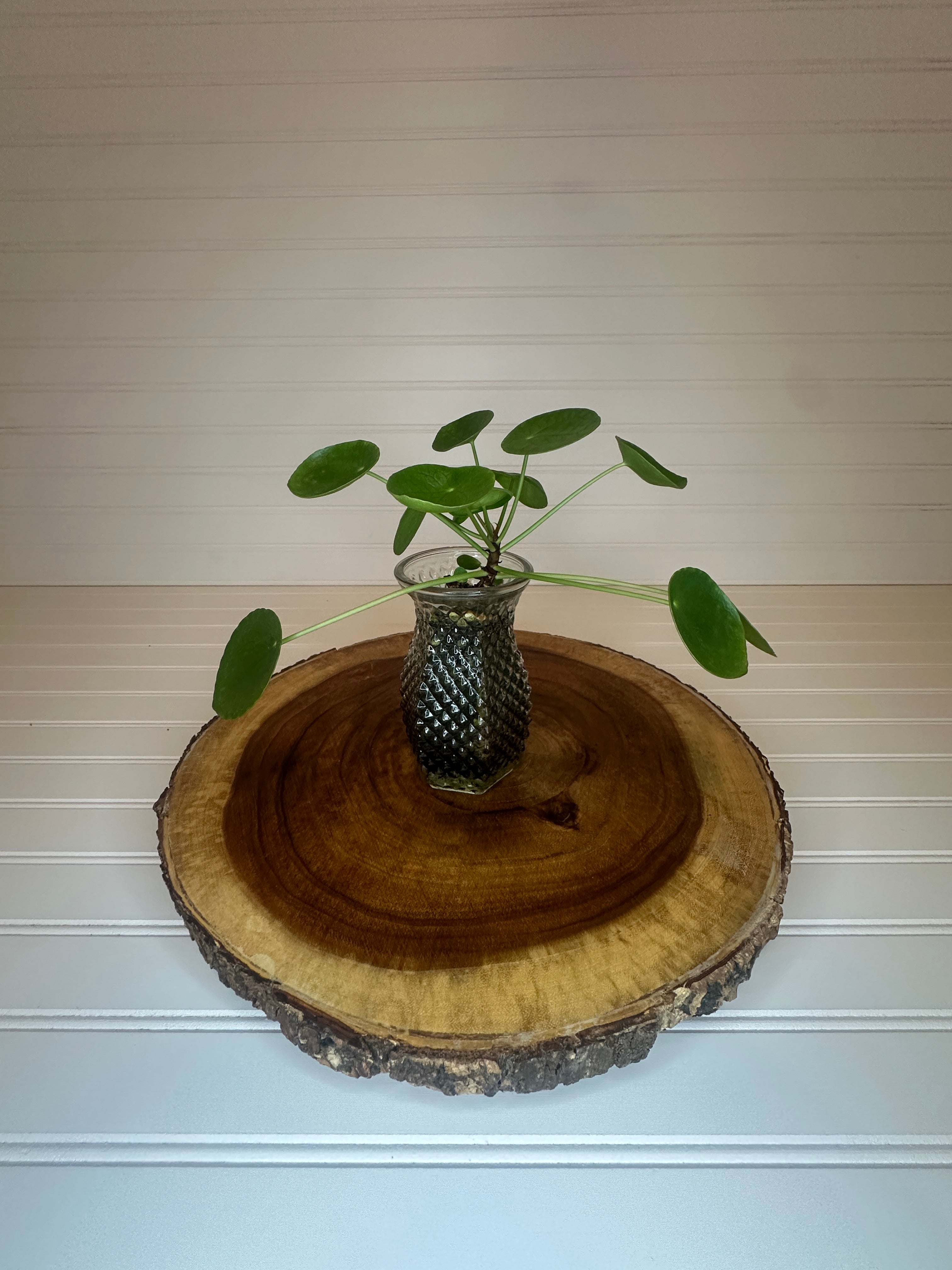 Pilea in Vintage glass