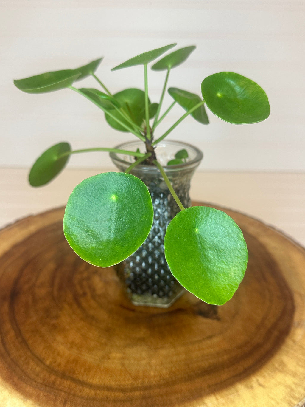 Pilea in Vintage glass