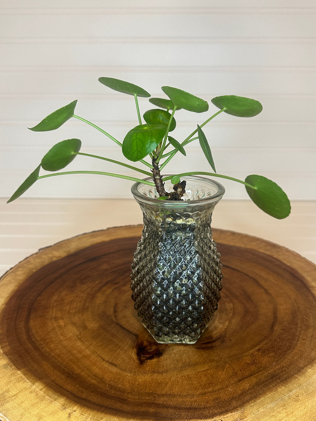 Pilea in Vintage glass