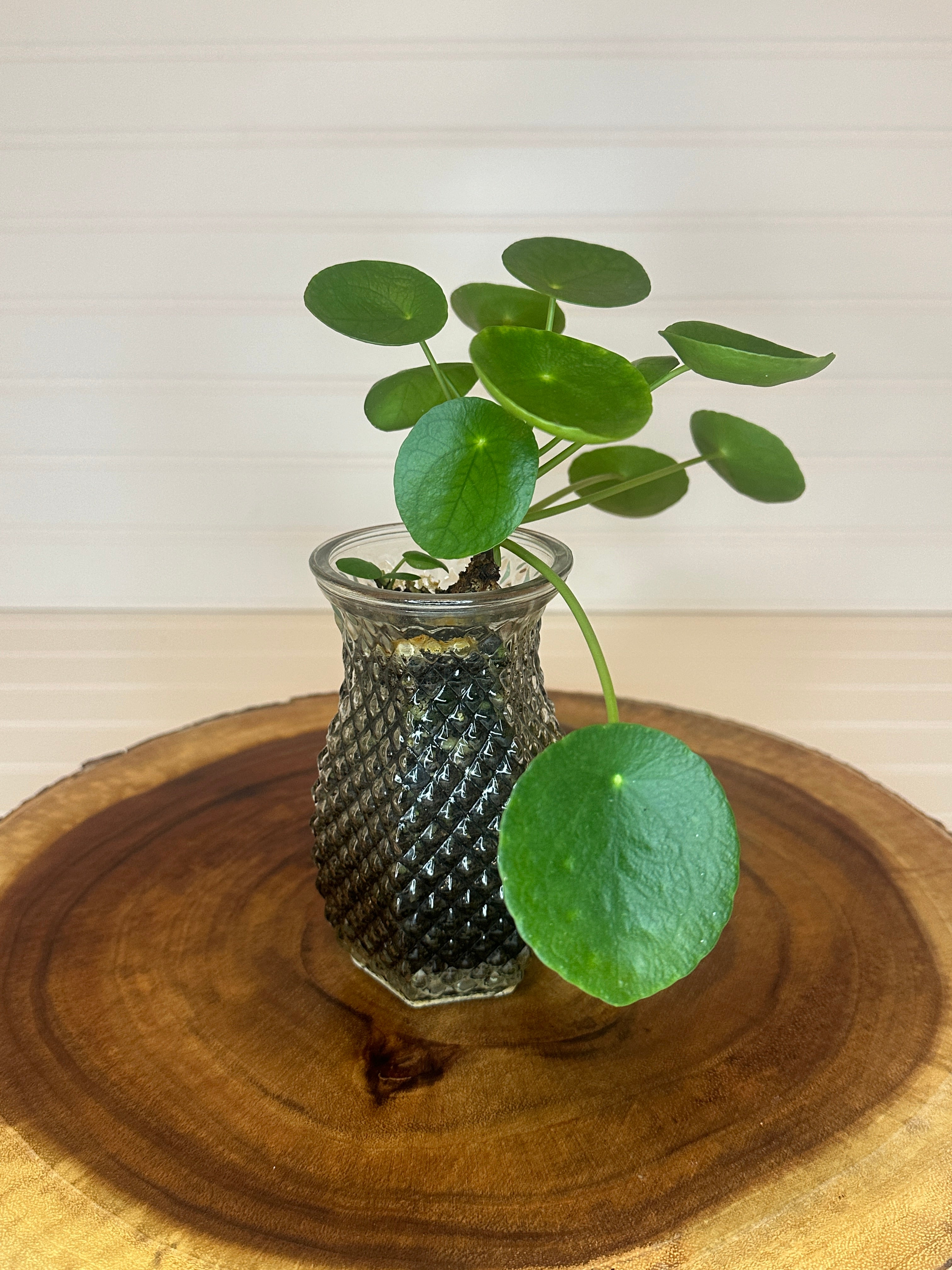 Pilea in Vintage glass