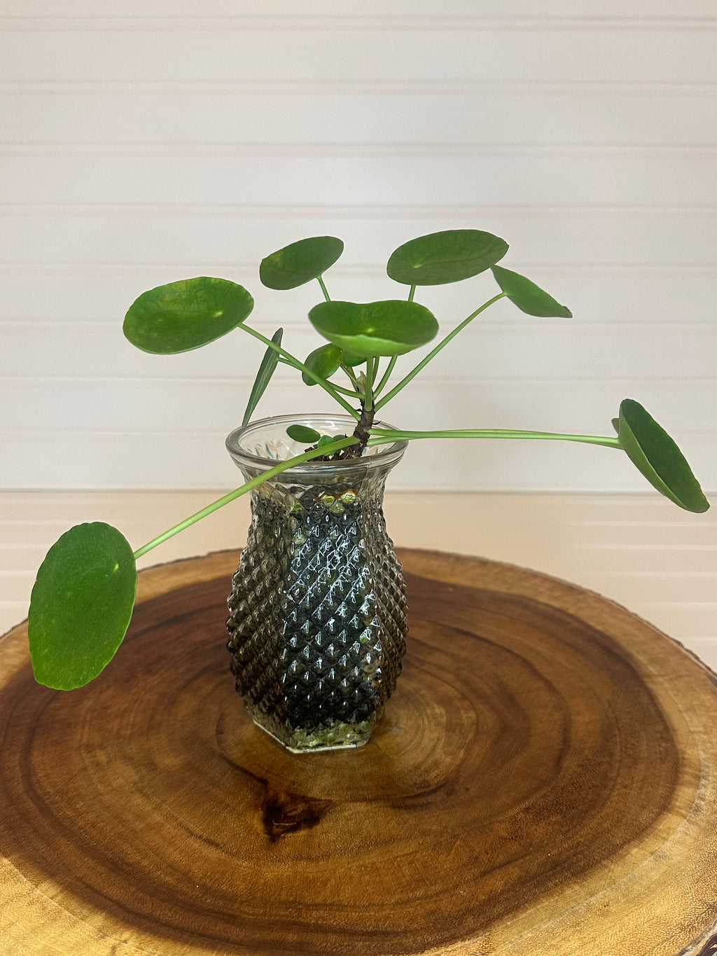 Pilea in Vintage glass