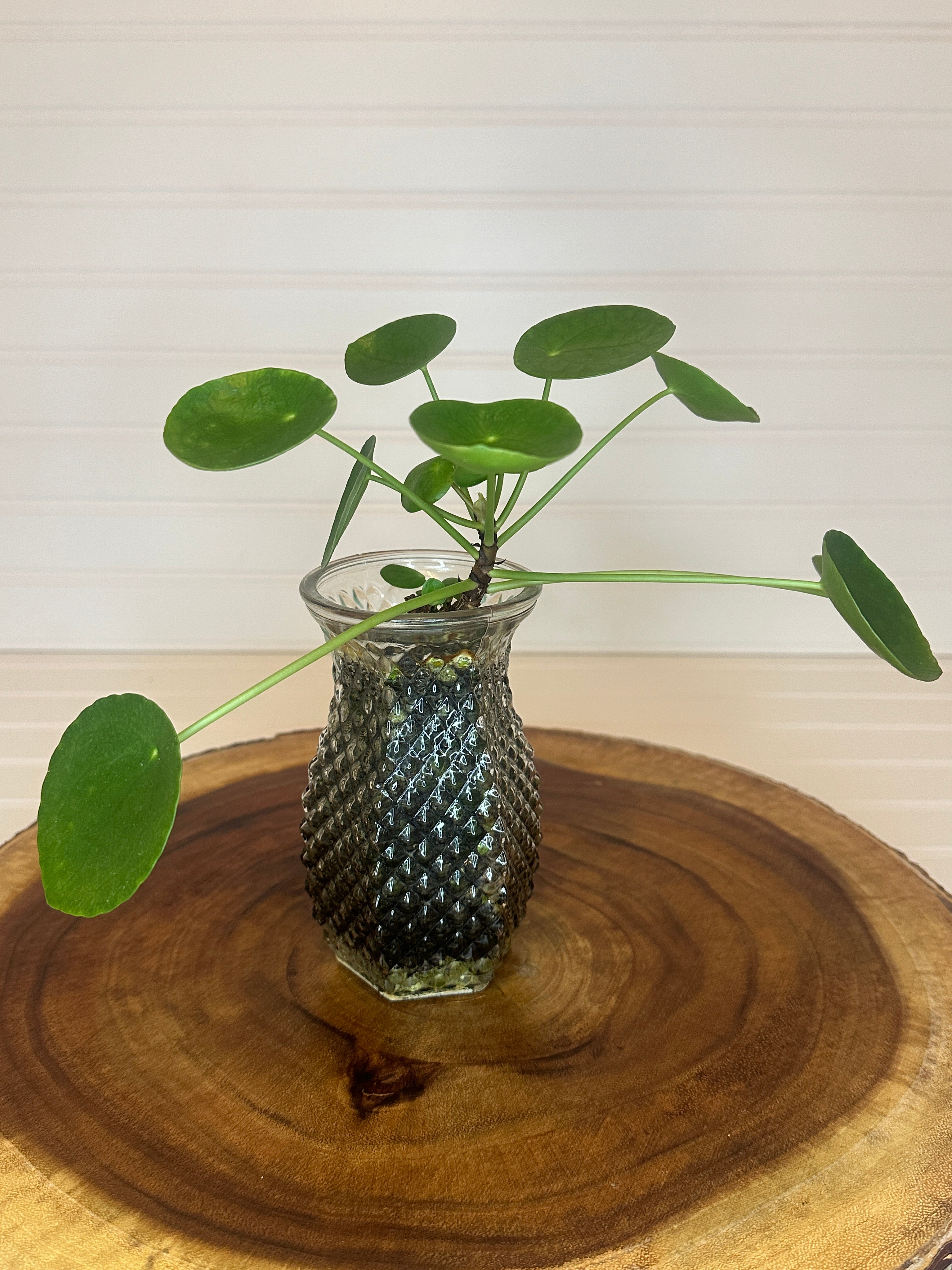 Pilea in Vintage glass