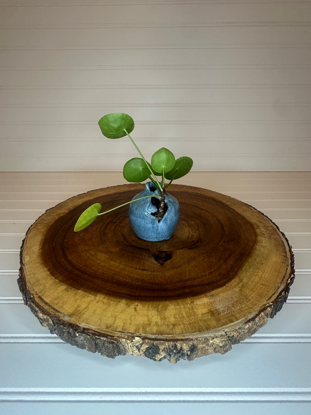 Pilea in unique Vintage ceramic