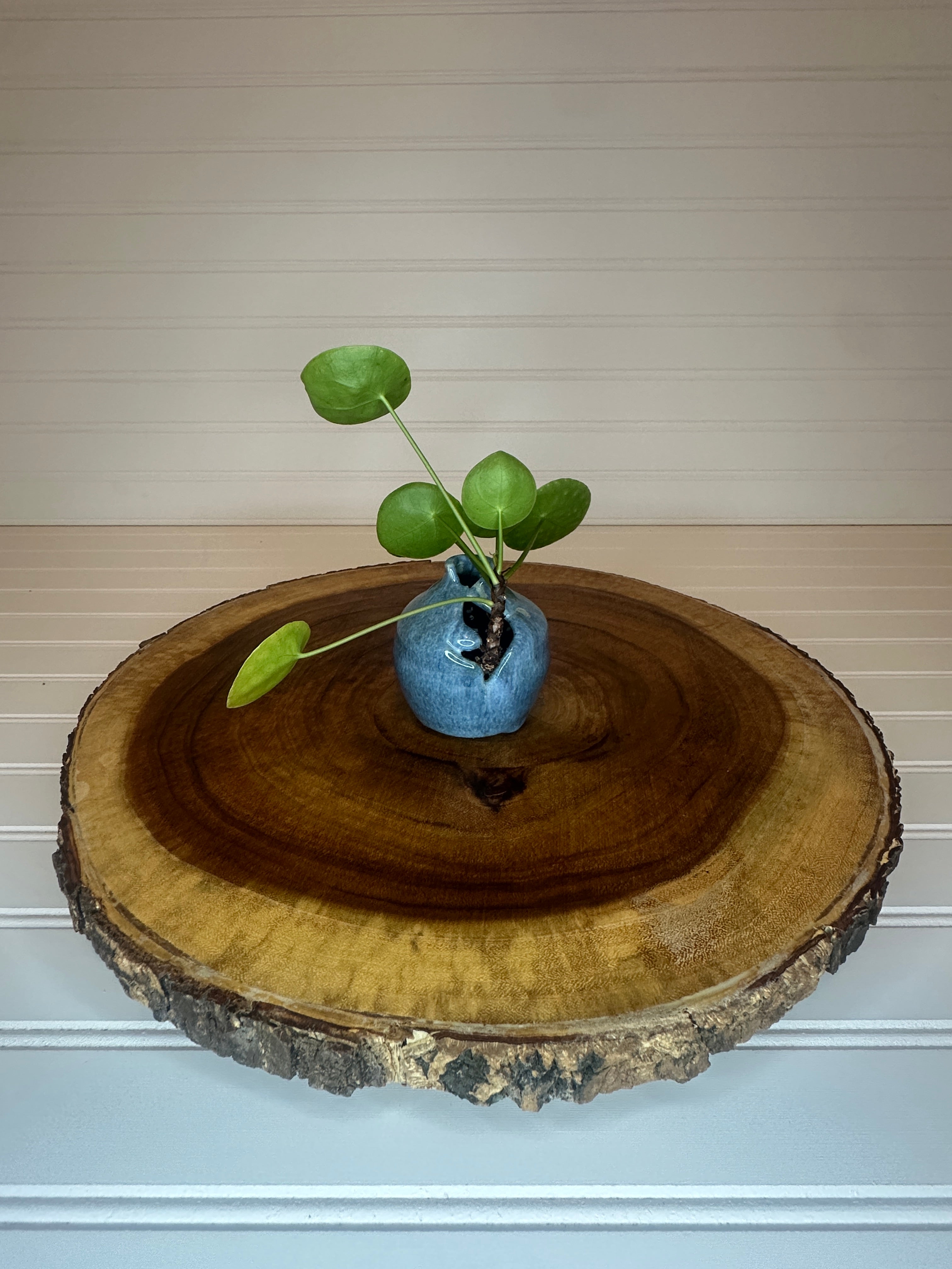 Pilea in unique Vintage ceramic