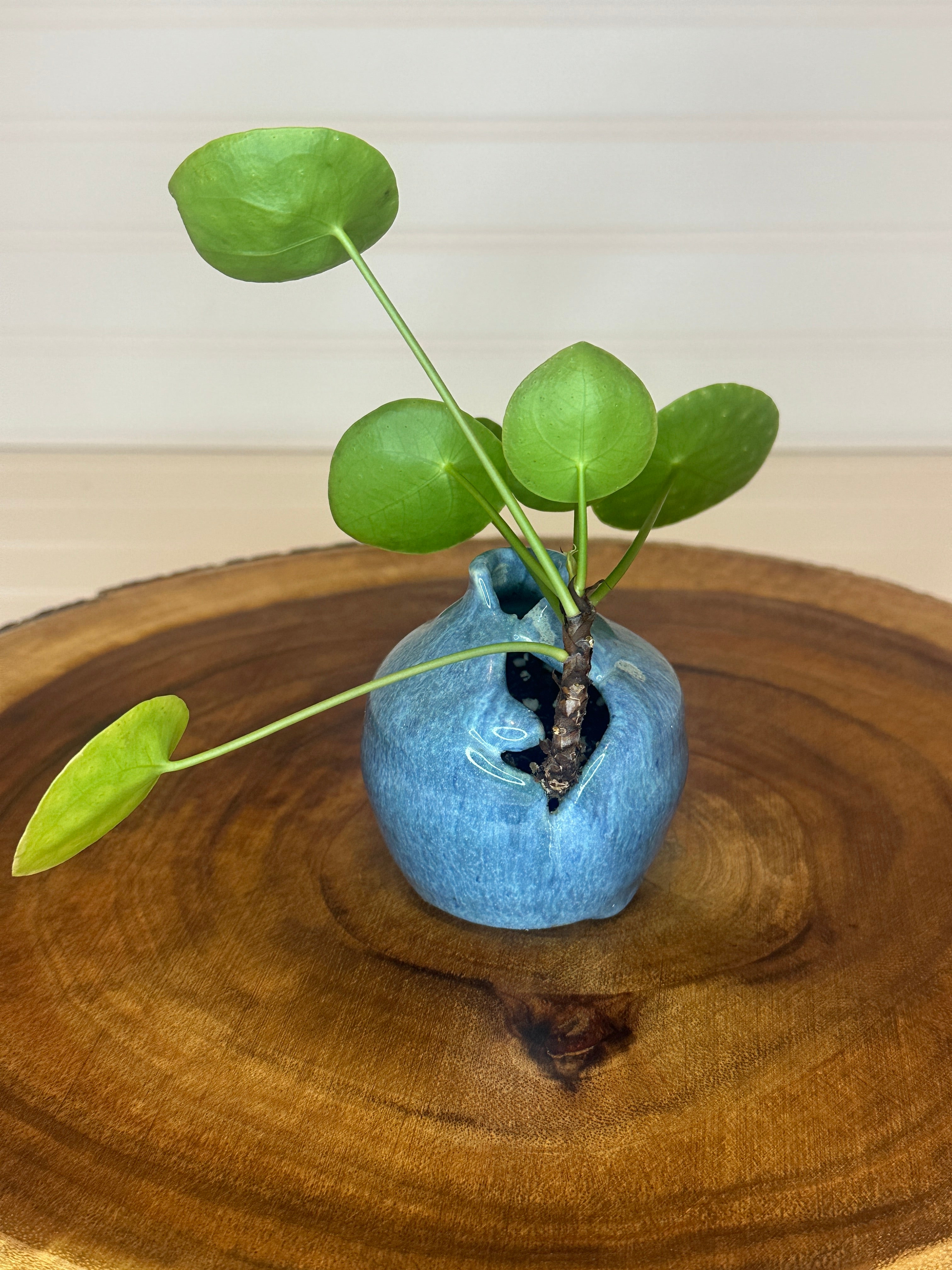 Pilea in unique Vintage ceramic